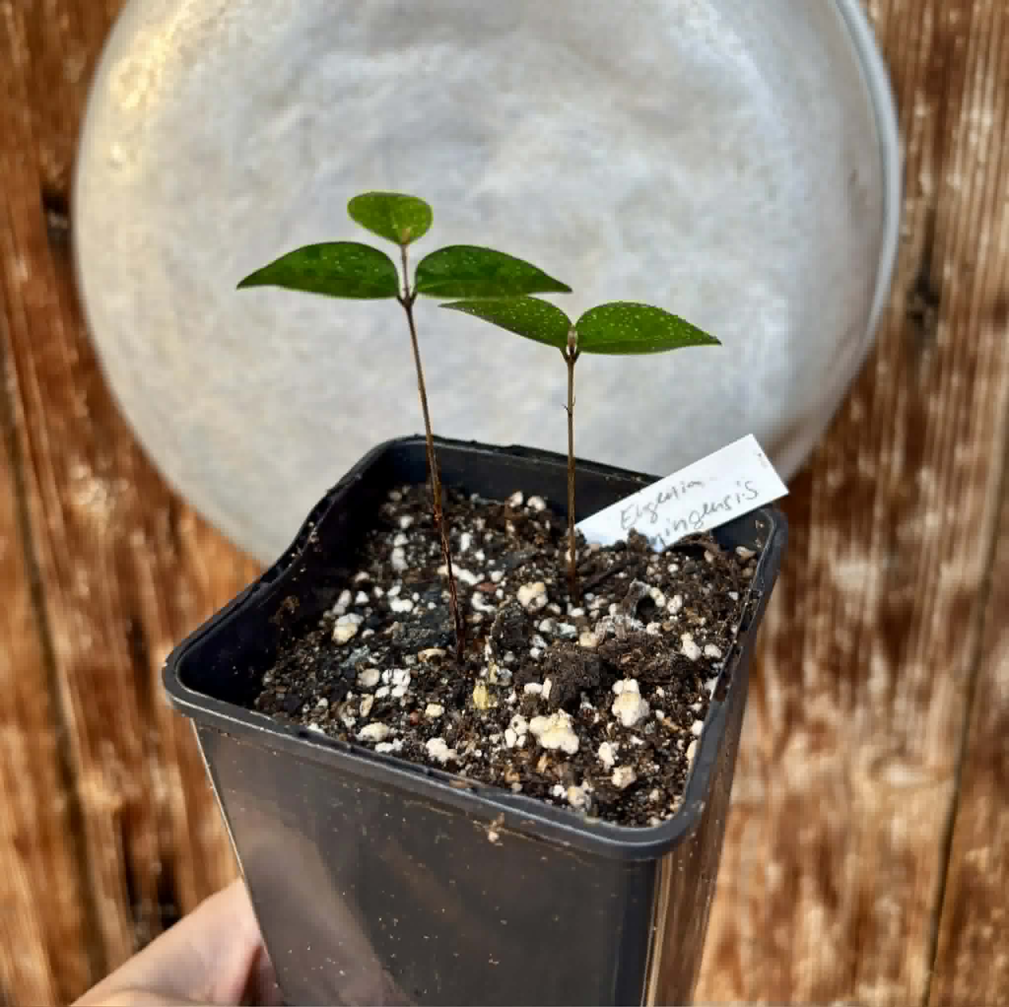 2 in 1 pot - Eugenia flamingensis - 2 potted seedlings in one pot / 2 getopfte Sämlinge in einem Topf