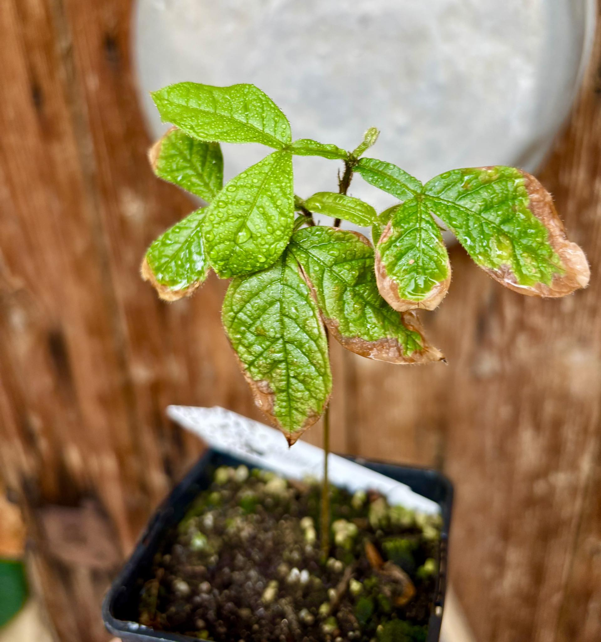 Inga subnuda - 1 potted plant / 1 getopfte Pflanze