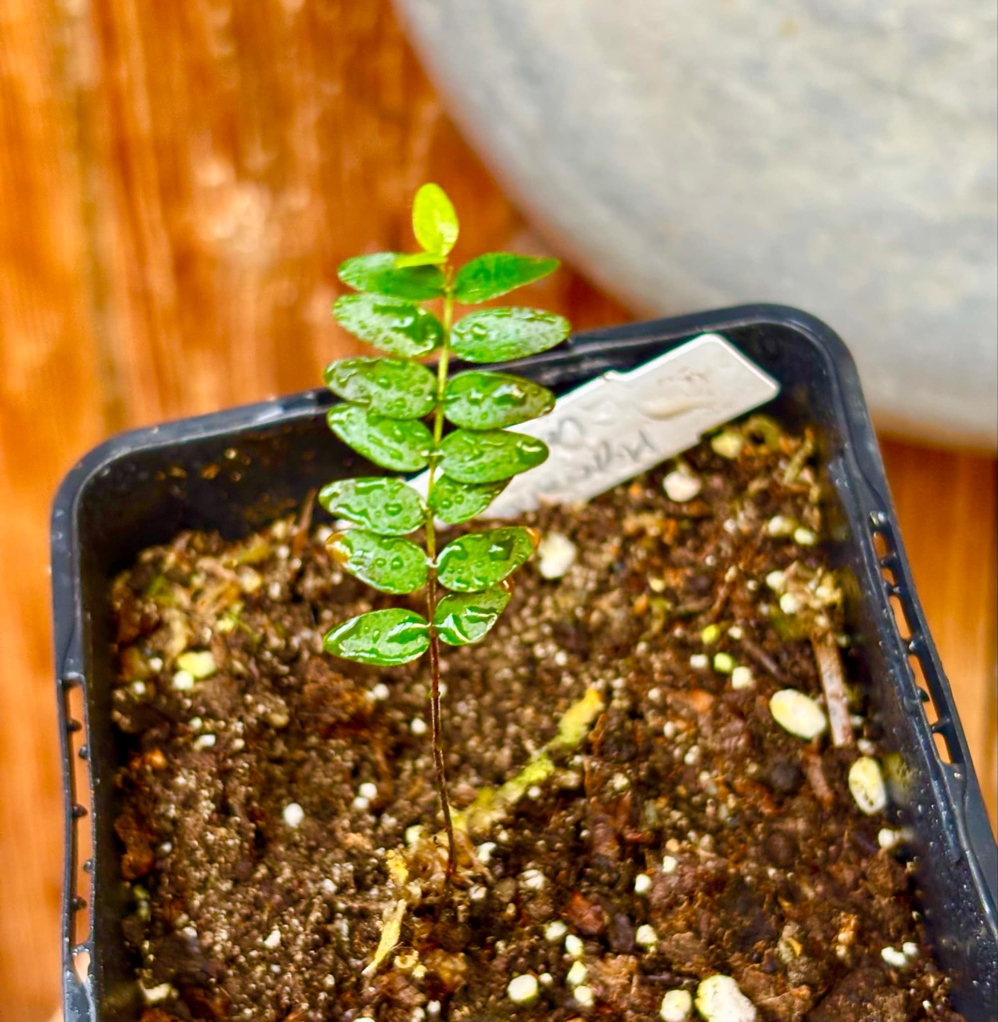 Myrciaria tenella vermelha  - 1 small potted seedling / 1 kleiner, getopfter Sämling