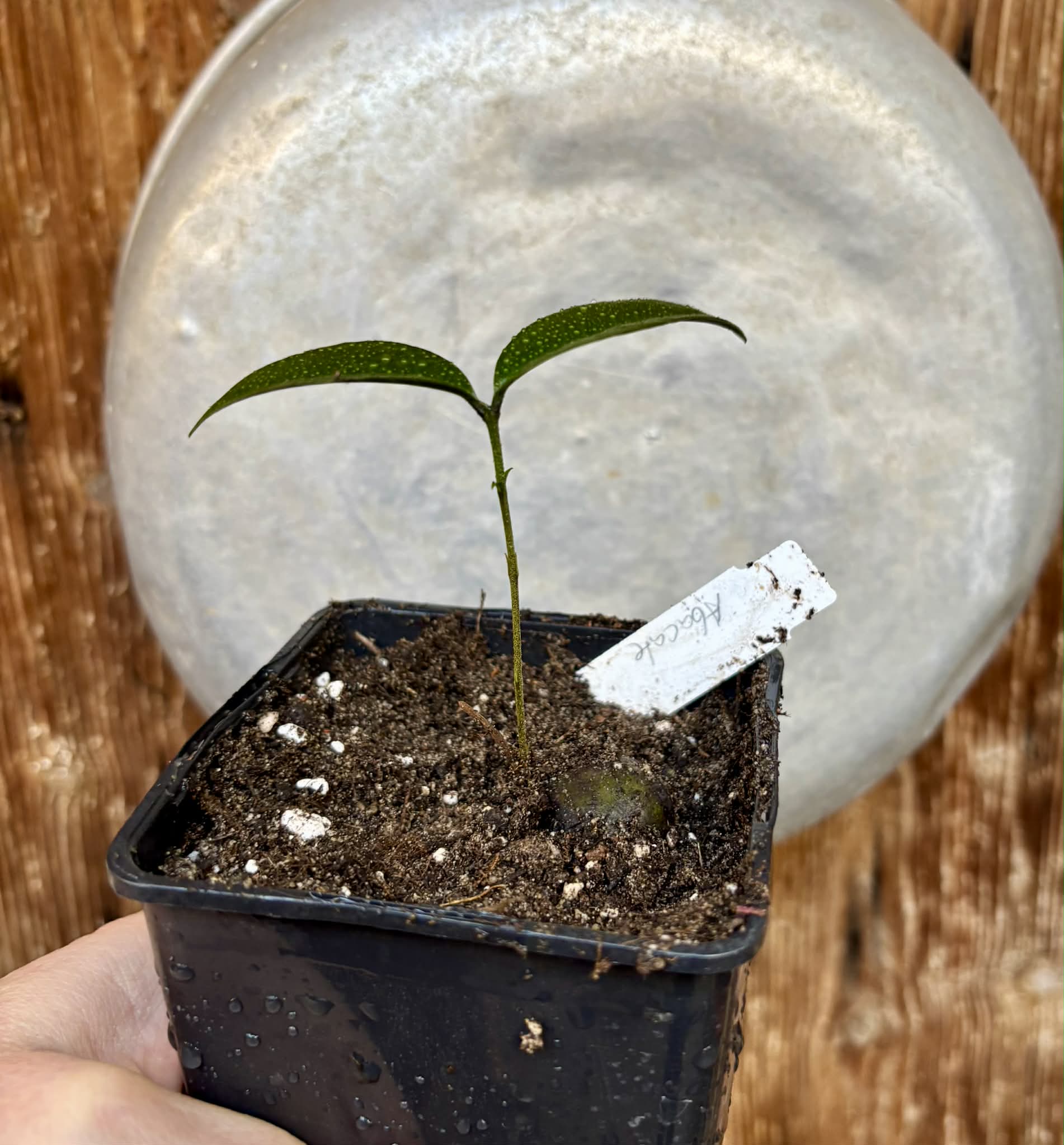 Eugenia sp Abacate -  1 potted seedling / 1 getopfter Sämling
