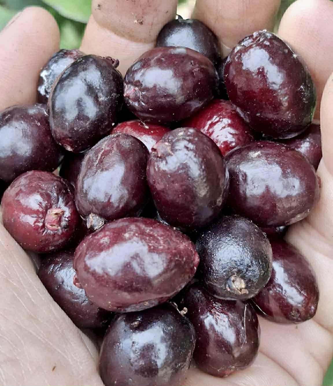 Eugenia sp Sabor Manga - 1 fresh seed / 1 frischer Samen
