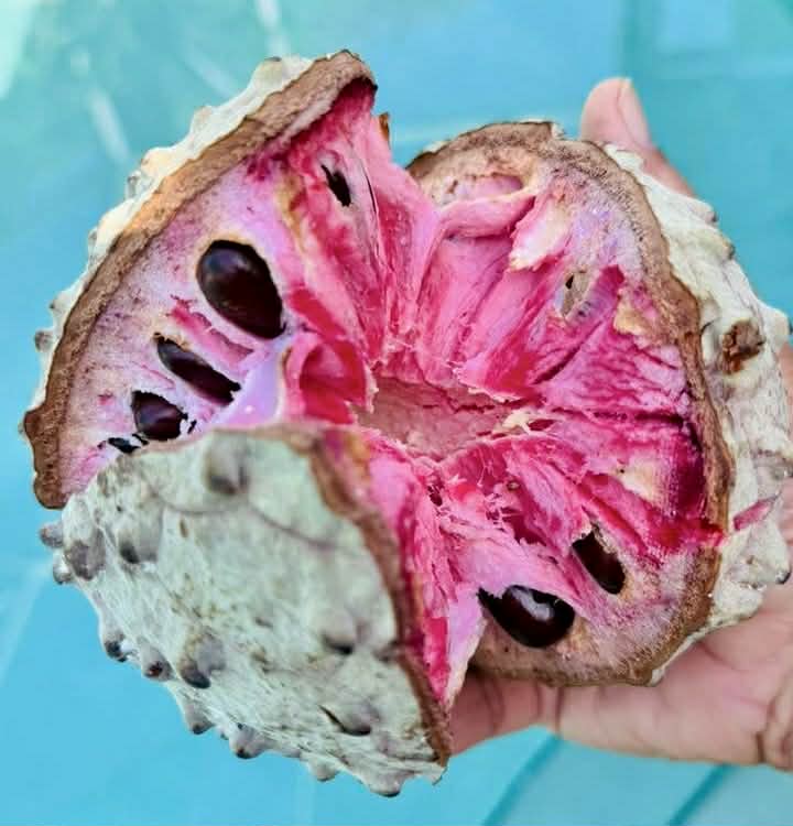 Ilama var. Genova Red (Annona macroprophyllata) - 1 fresh seed / 1 frischer Samen