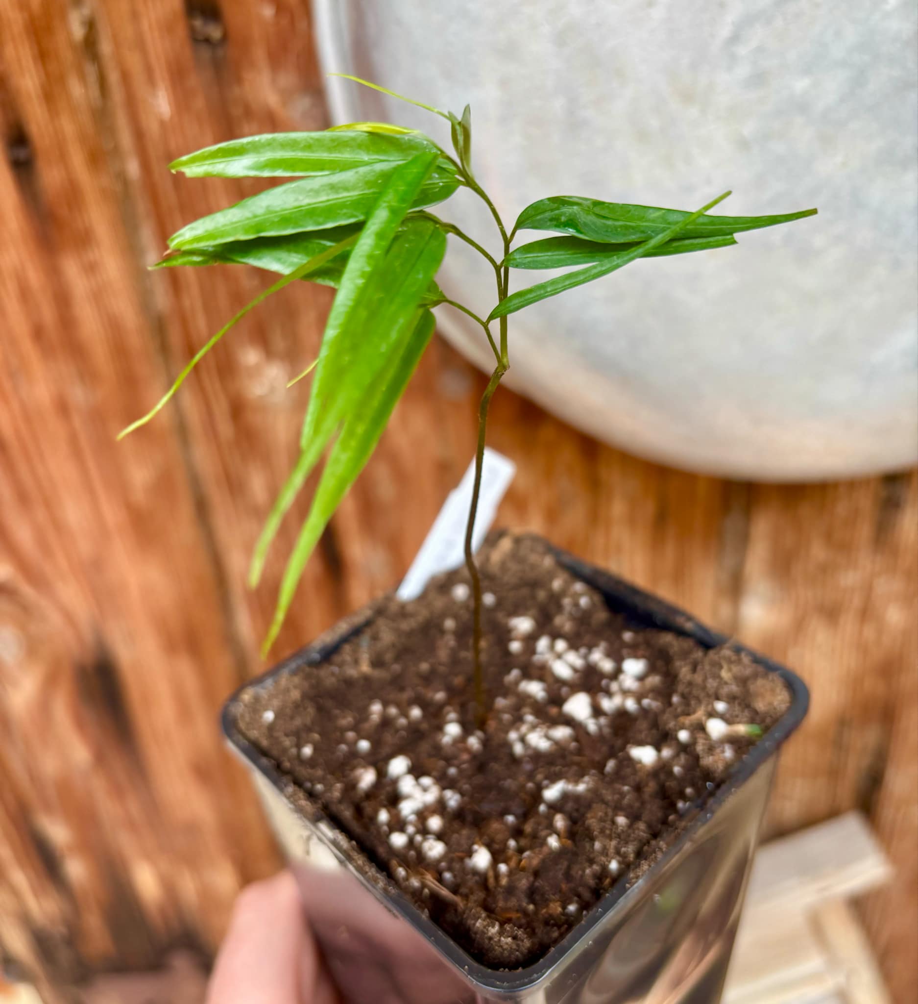 Pseudoxandra bahiensis - 1 small potted plant / 1 kleine getopfte Pflanze