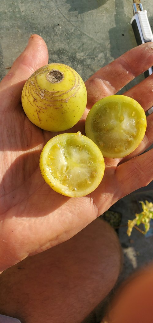 Solanum ochranthum - 1 fresh seed / 1 frischer Samen