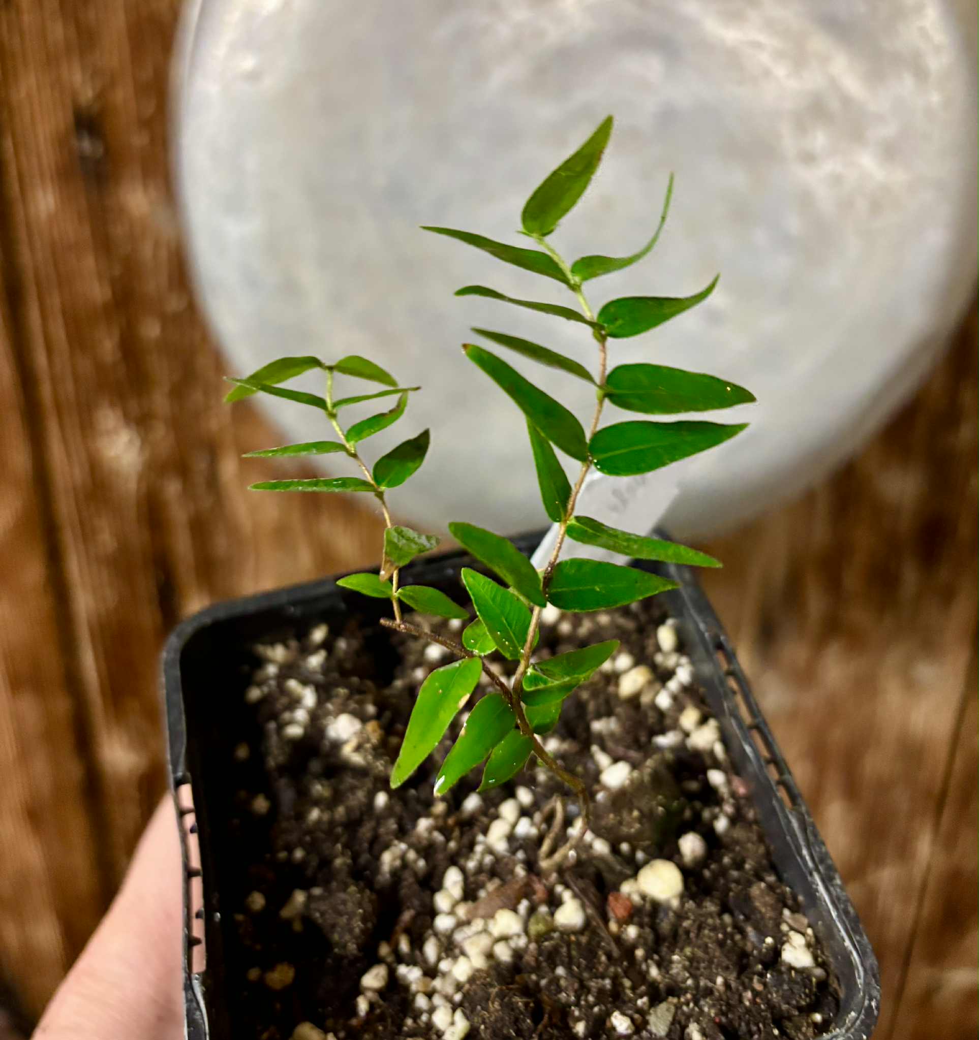 Myrciaria cuspidata BLACK - 1 potted seedling / 1 getopfter Sämling