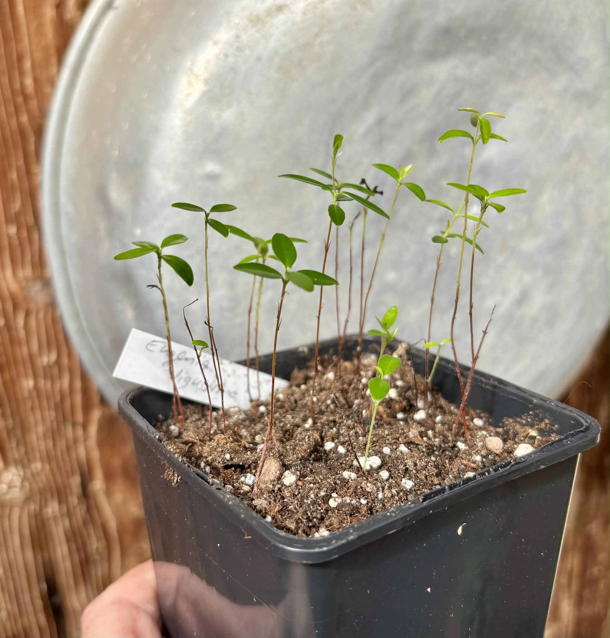 12 in 1 pot - Eugenia ligustrina - 12 seedlings in one pot / 12 Sämlinge in einem Topf