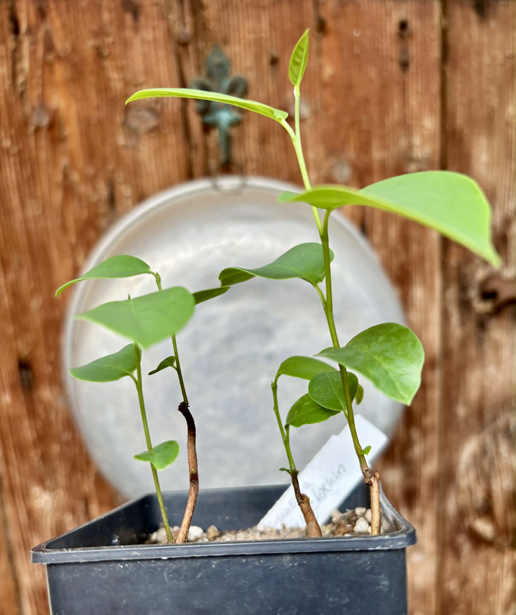 3 in 1 pot - Araticum Pinha (Annona vepretorum)  - 3 seedlings in one pot / 3 Sämlinge in einem Topf