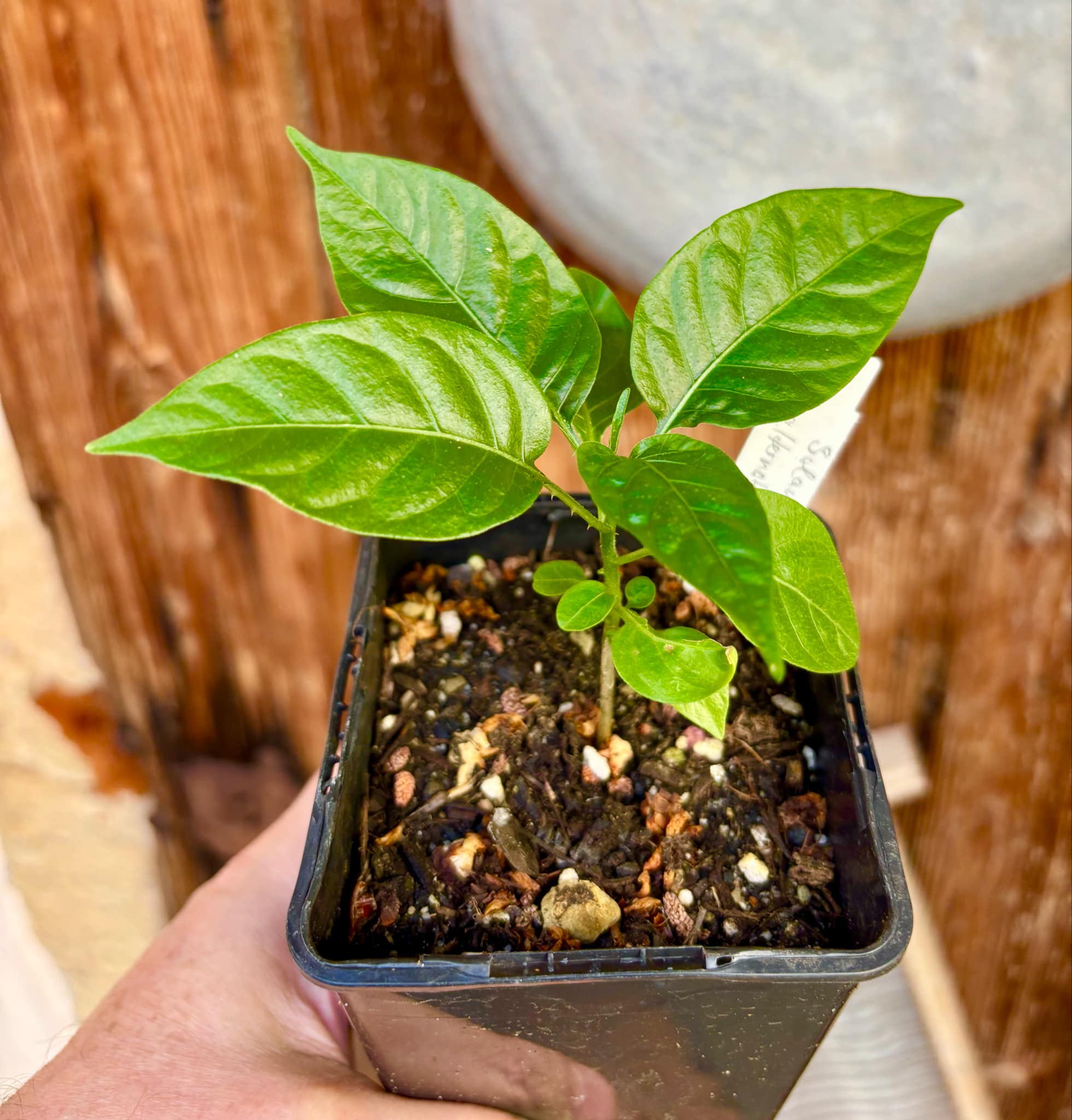 Moonberry - Solanum alternatopinnatum - 1 potted plant / 1 getopfte Pflanze