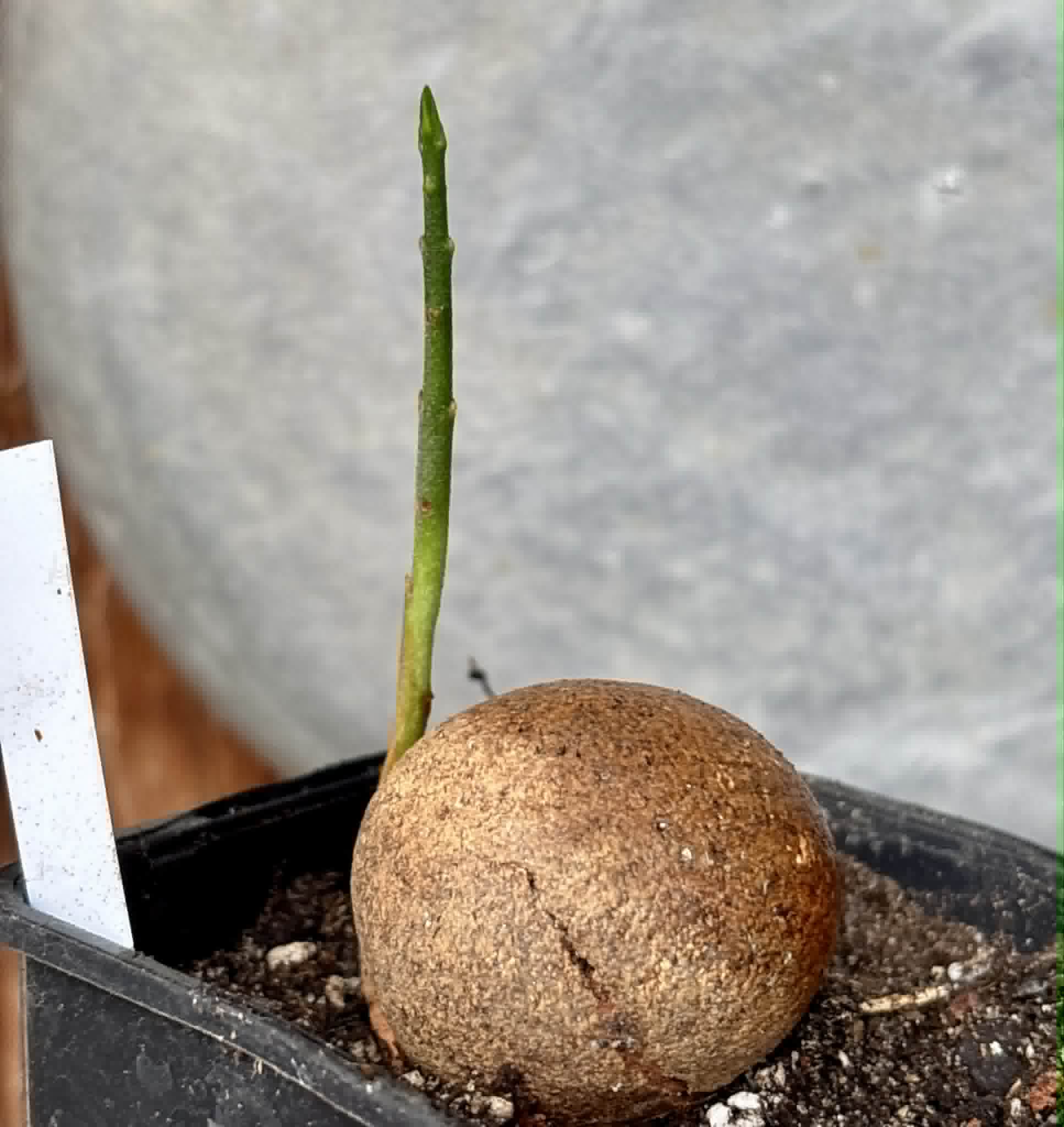 Eugenia sp Laranja Camamu - 1 potted seedling / 1 getopfter Sämling