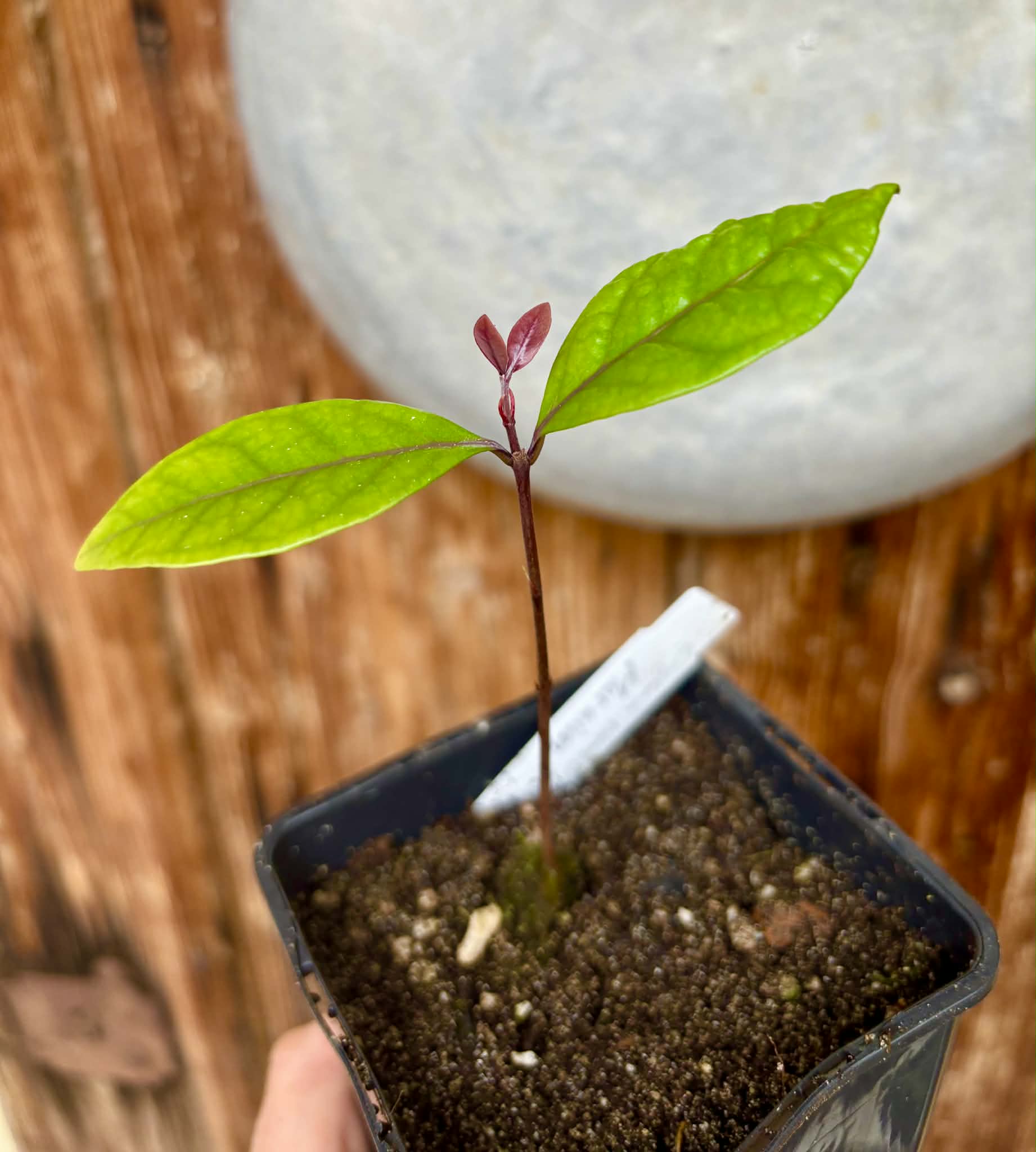 Eugenia rotundifolia var. Maruim - 1 potted seedling / 1 getopfter Sämling
