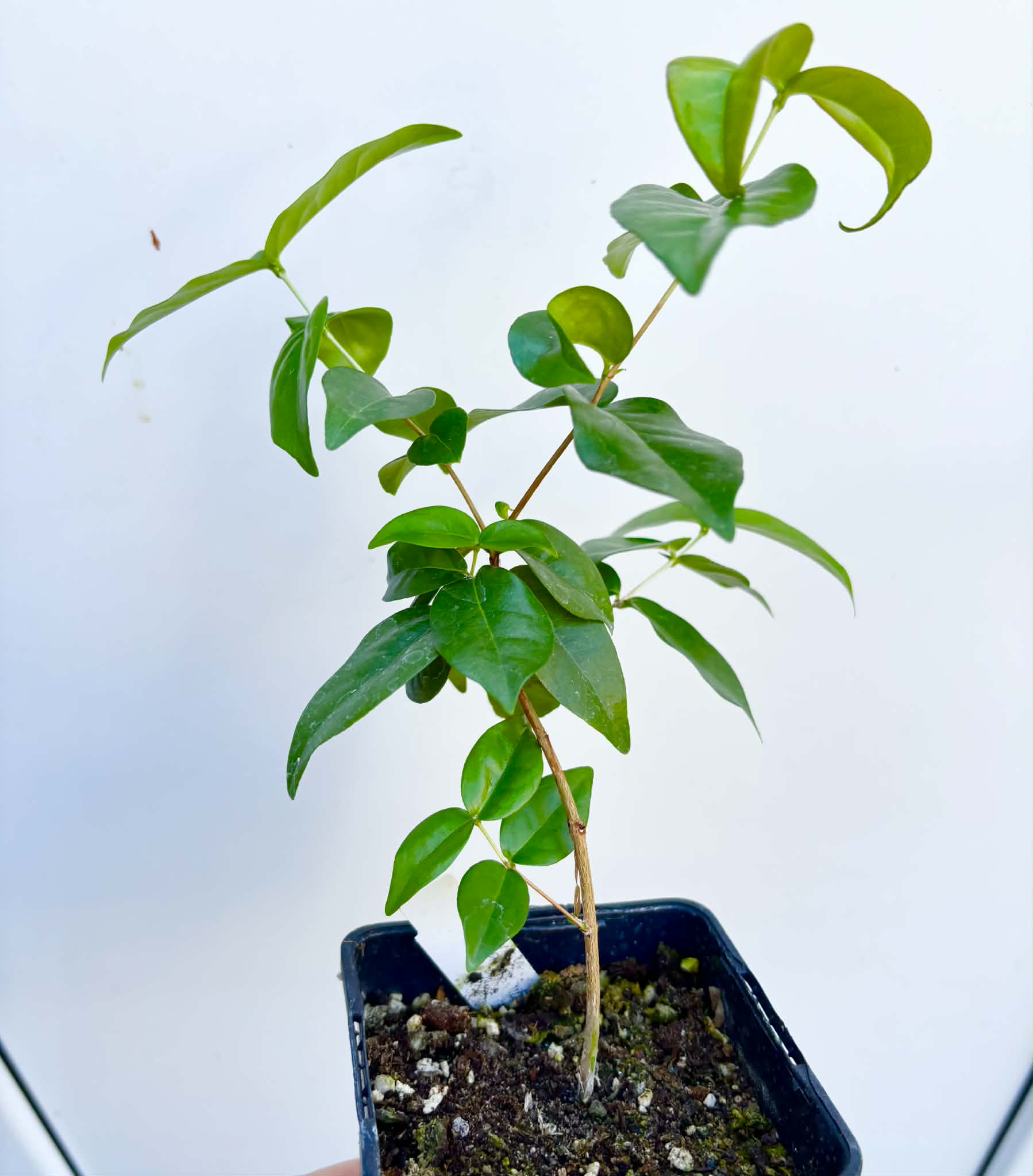 Eugenia uniflora var. black  - cultivated variety / 1 potted plant / 1 getopfte Pflanze