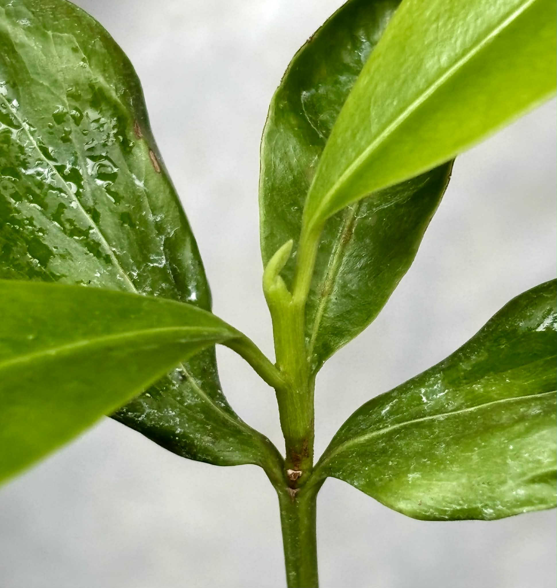 Manilkara longifolia - 1 potted plant / 1 getopfte Pflanze