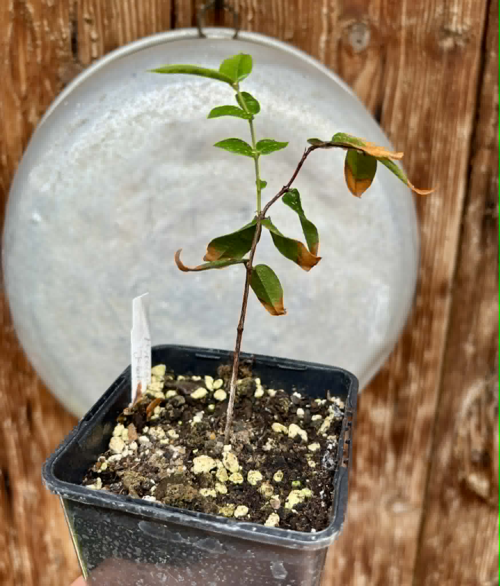 Myrciaria sp Jaboticaba - 1 potted seedling / 1 getopfter Sämling
