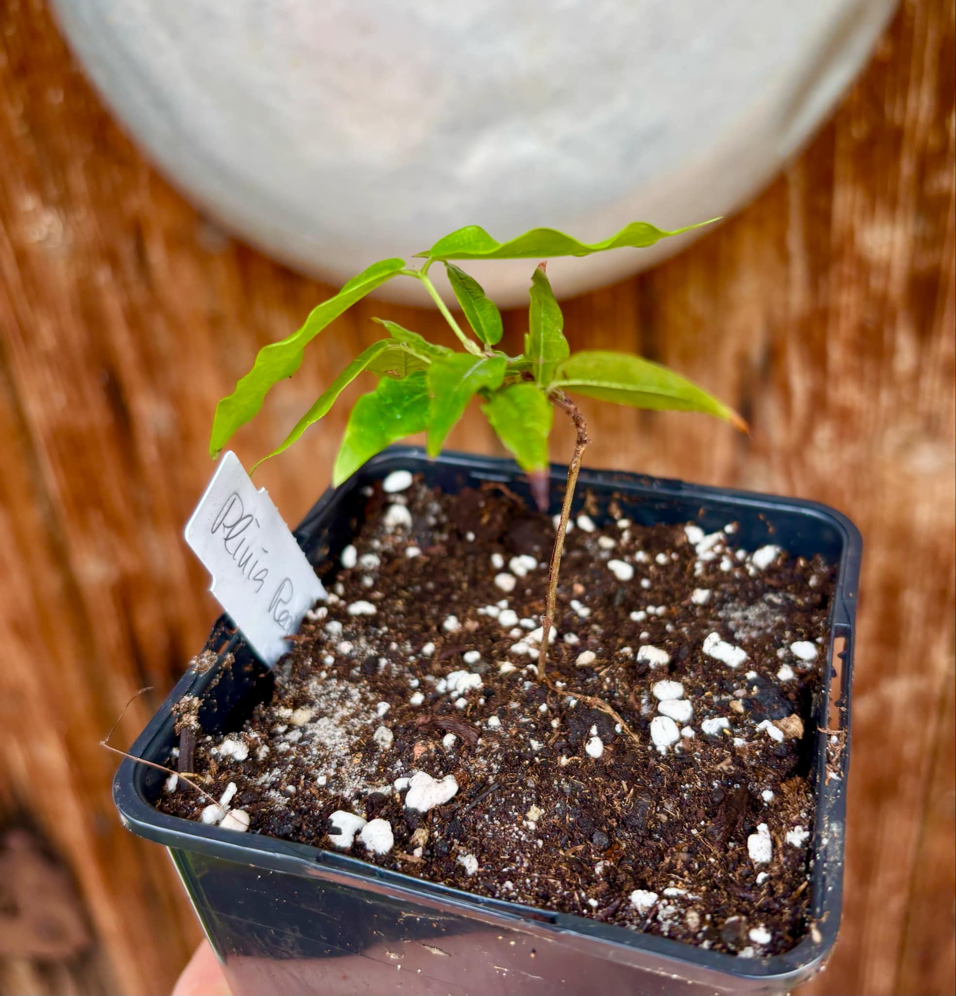 Red Hybrid Jaboticaba (Plinia cauliflora x aureana) - 1 potted plant / 1 getopfte Pflanze