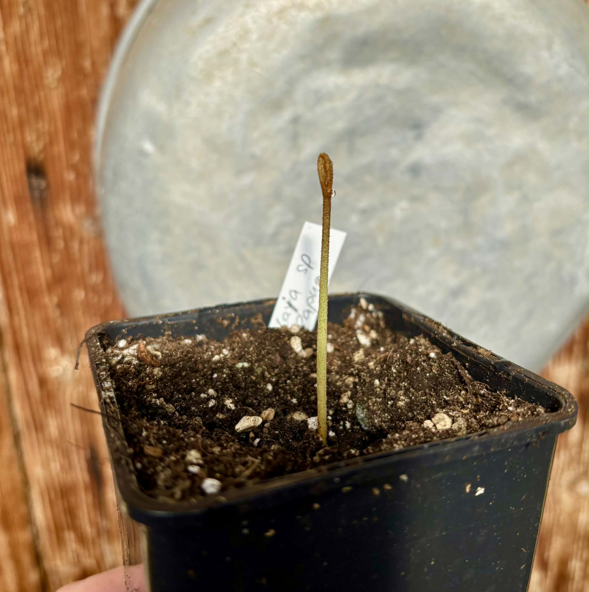 Aglaia sp Papua - 1 potted seedling / 1 getopfter Sämling