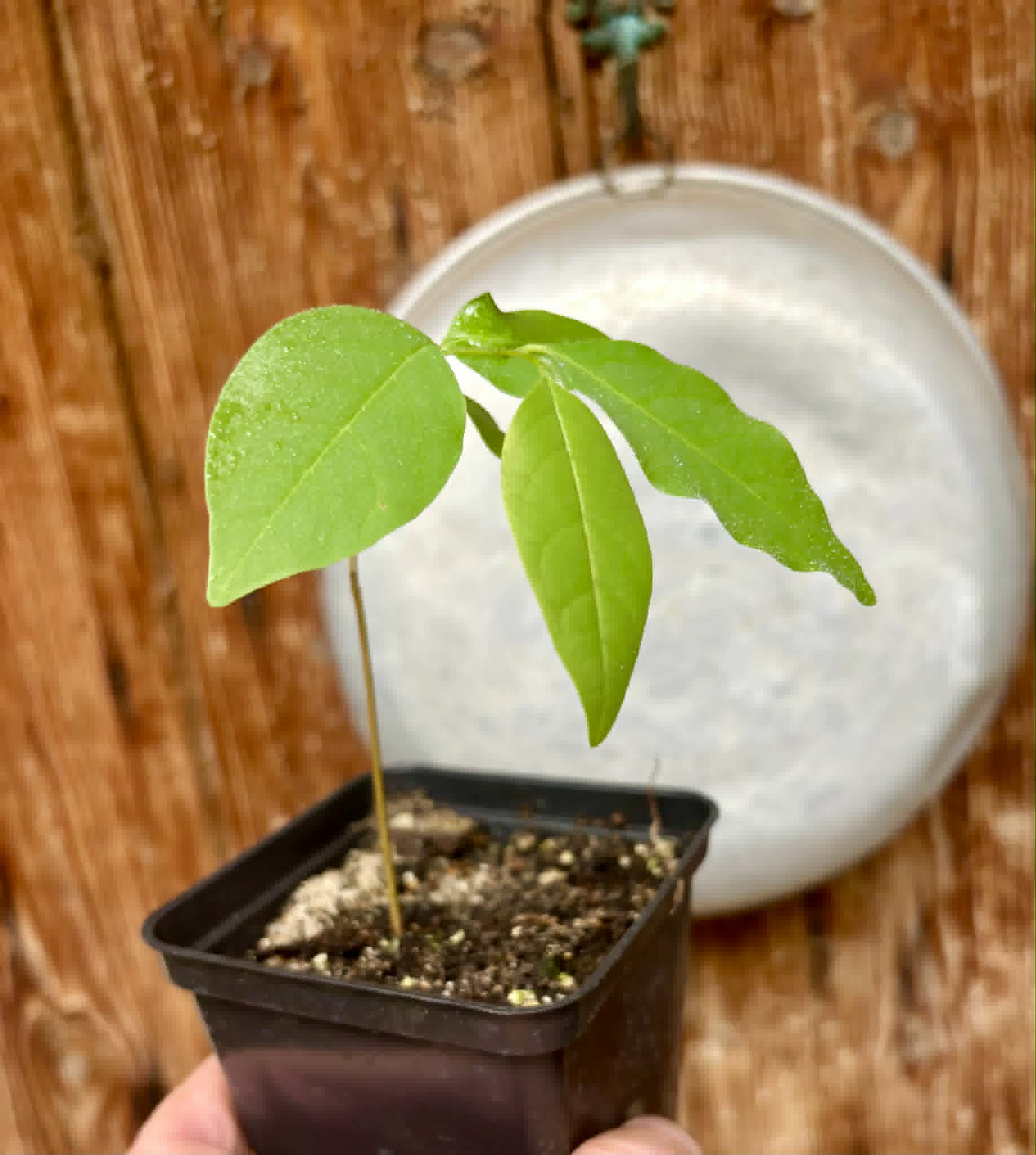 Annona emarginata - 1 potted plant / 1 getopfte Pflanze 