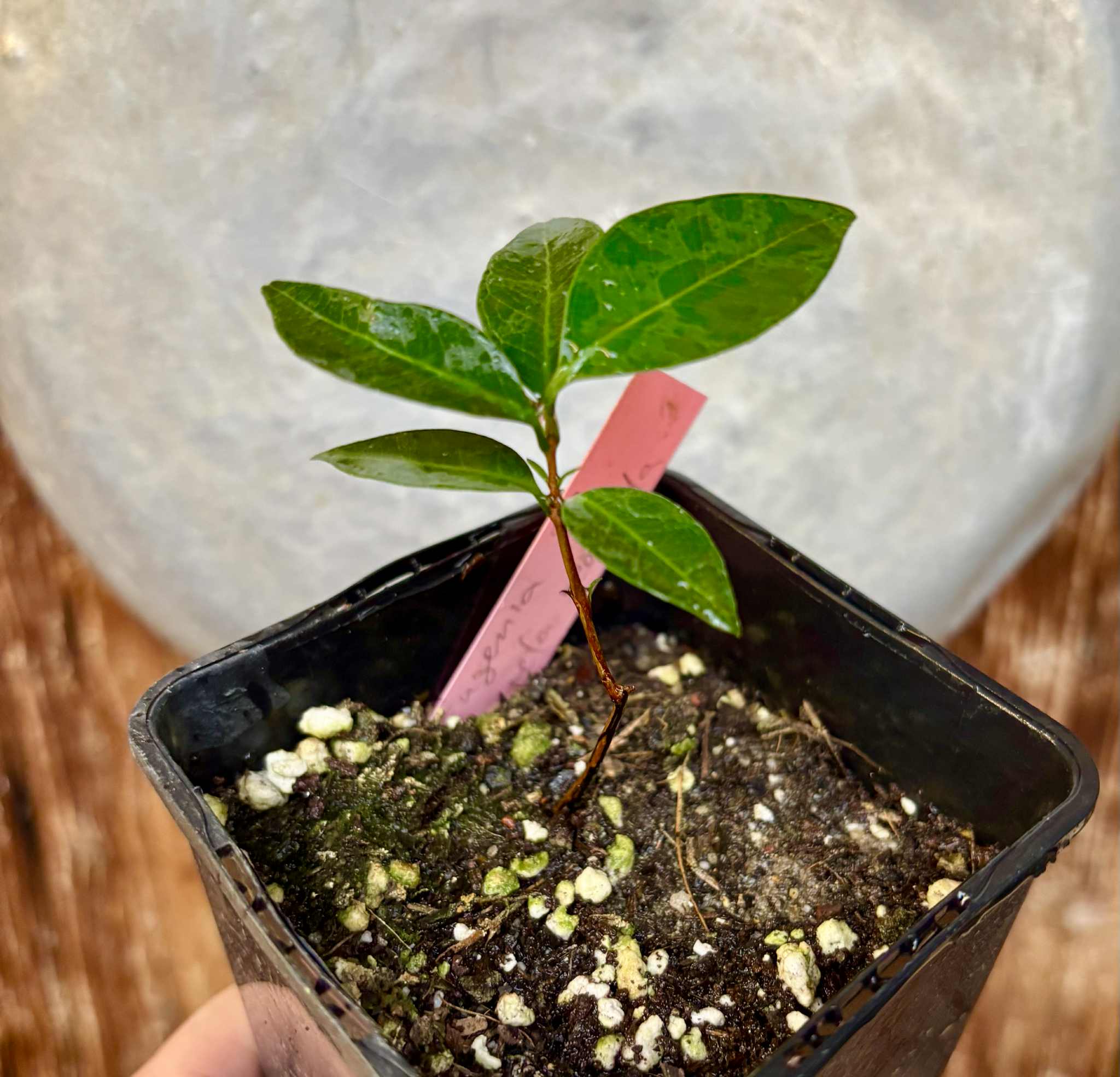 Eugenia sp Amarela Redonda - 1 potted seedling / 1 getopfter Sämling