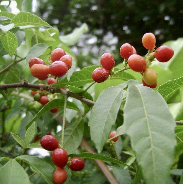 Allophylus edulis - Chal-Chal / Fruta de Pomba - 1 fresh seed / 1 frischer Samen