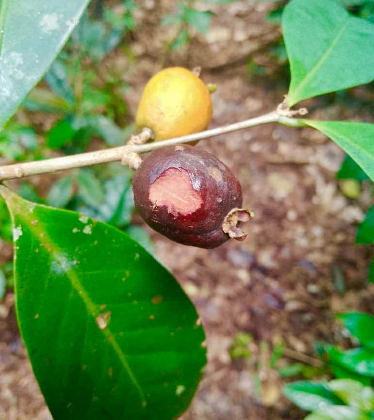 Eugenia rotundifolia var. Maruim - 1 germinated seed / 1 gekeimter Samen