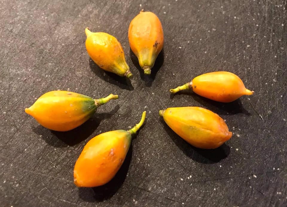 4 years old - Oak Leaf Papaya (Vasconcellea quercifolia) - 1 potted plant / 1 getopfte Pflanze