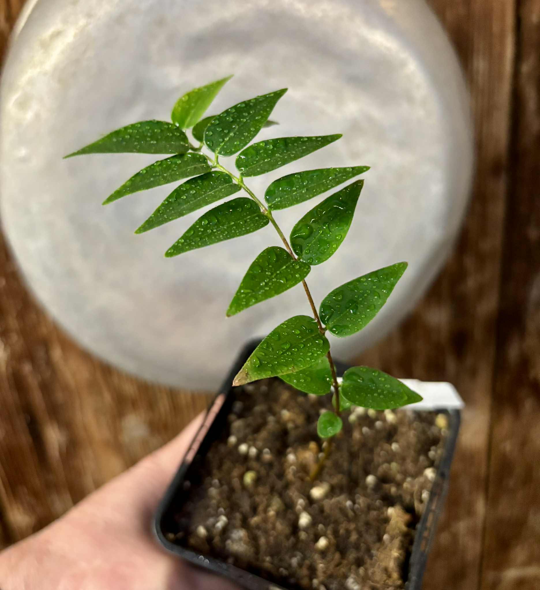 Myrciaria sp Nordestina - 1 potted seedling / 1 getopfter Sämling