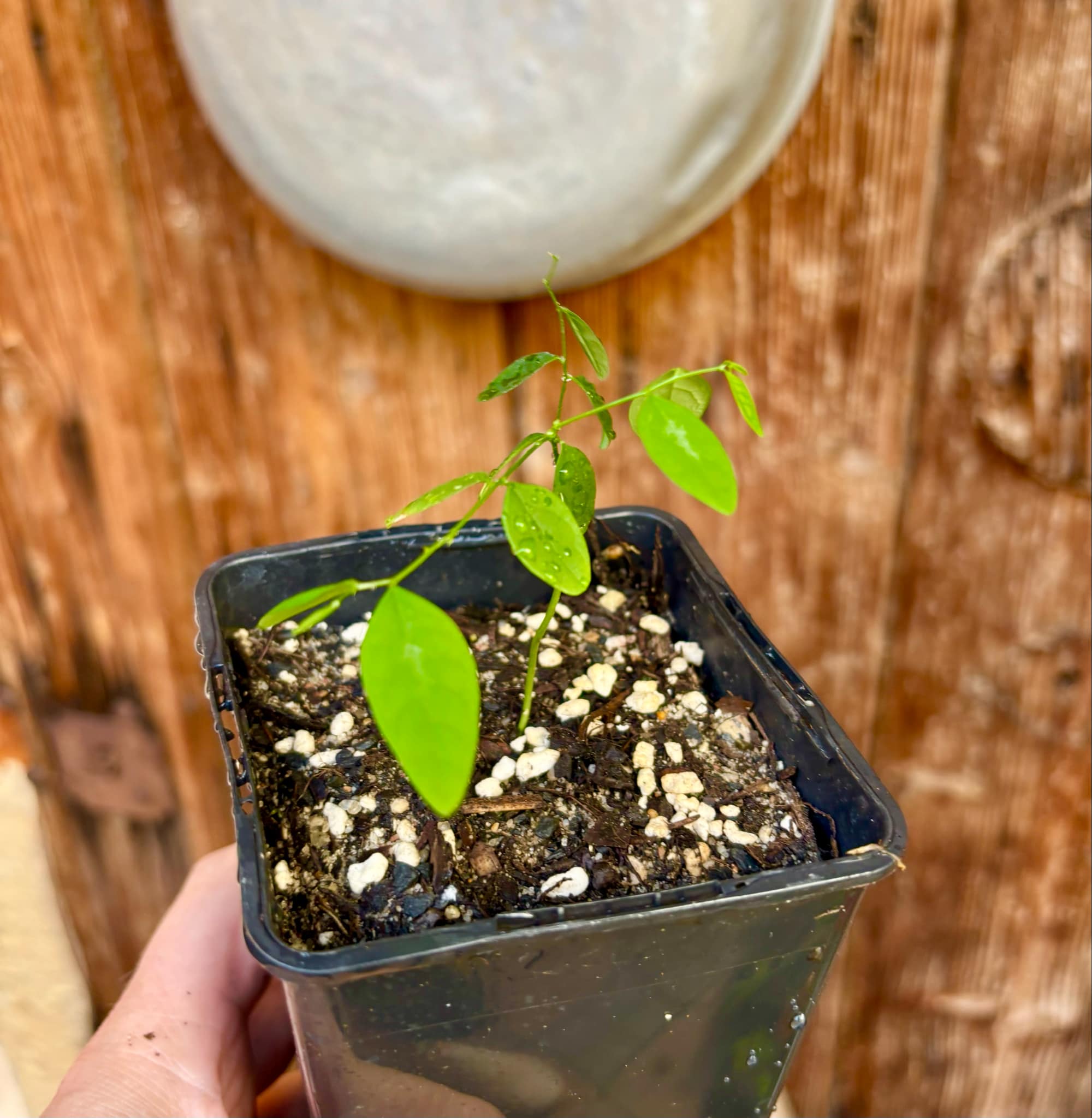 Katuk (Sauropus androgynus) -  1 small potted plant / 1 kleine, getopfte Pflanze