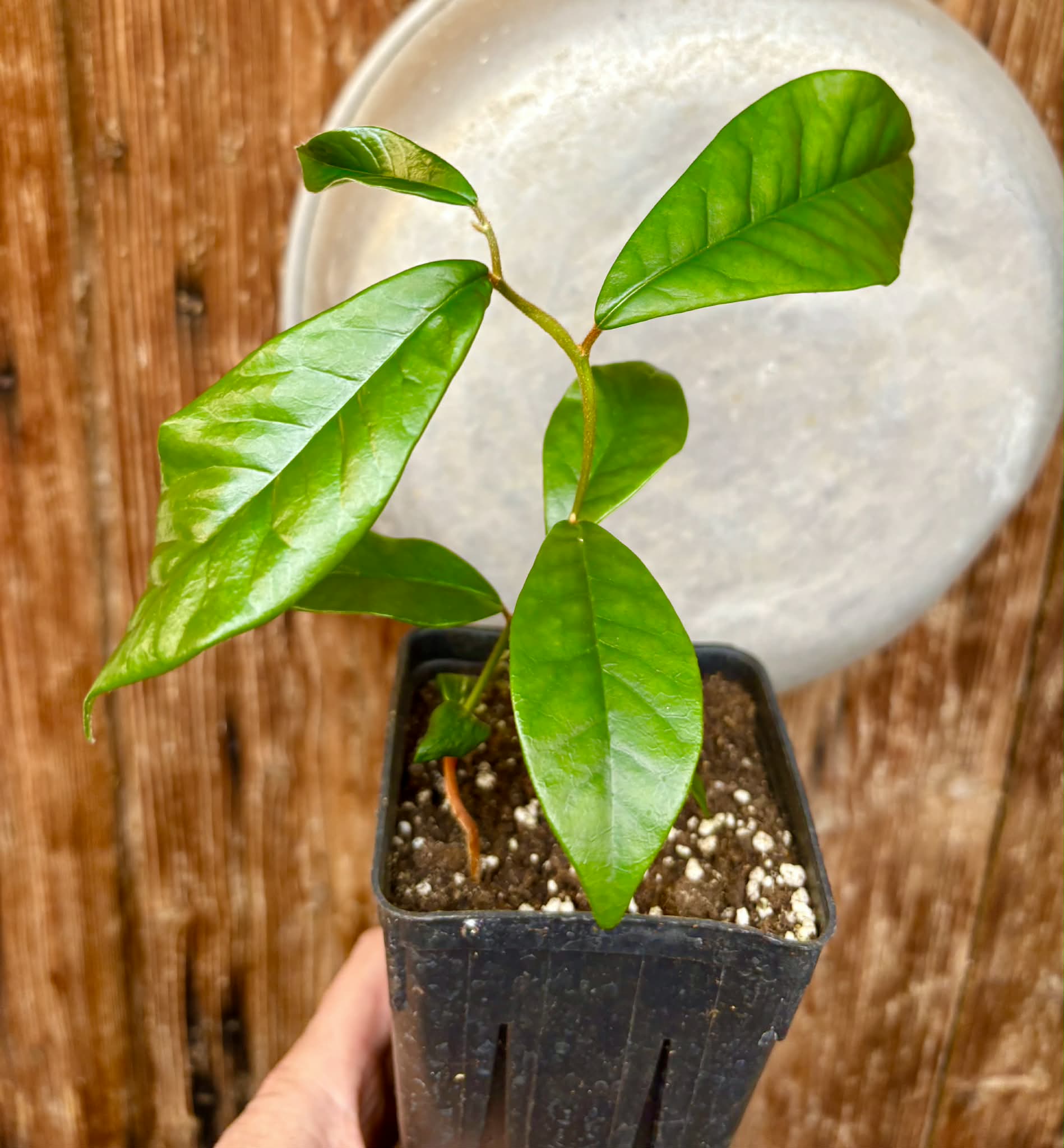 Chrysophyllum januariense  -  1 potted seedling / 1 getopfter Sämling