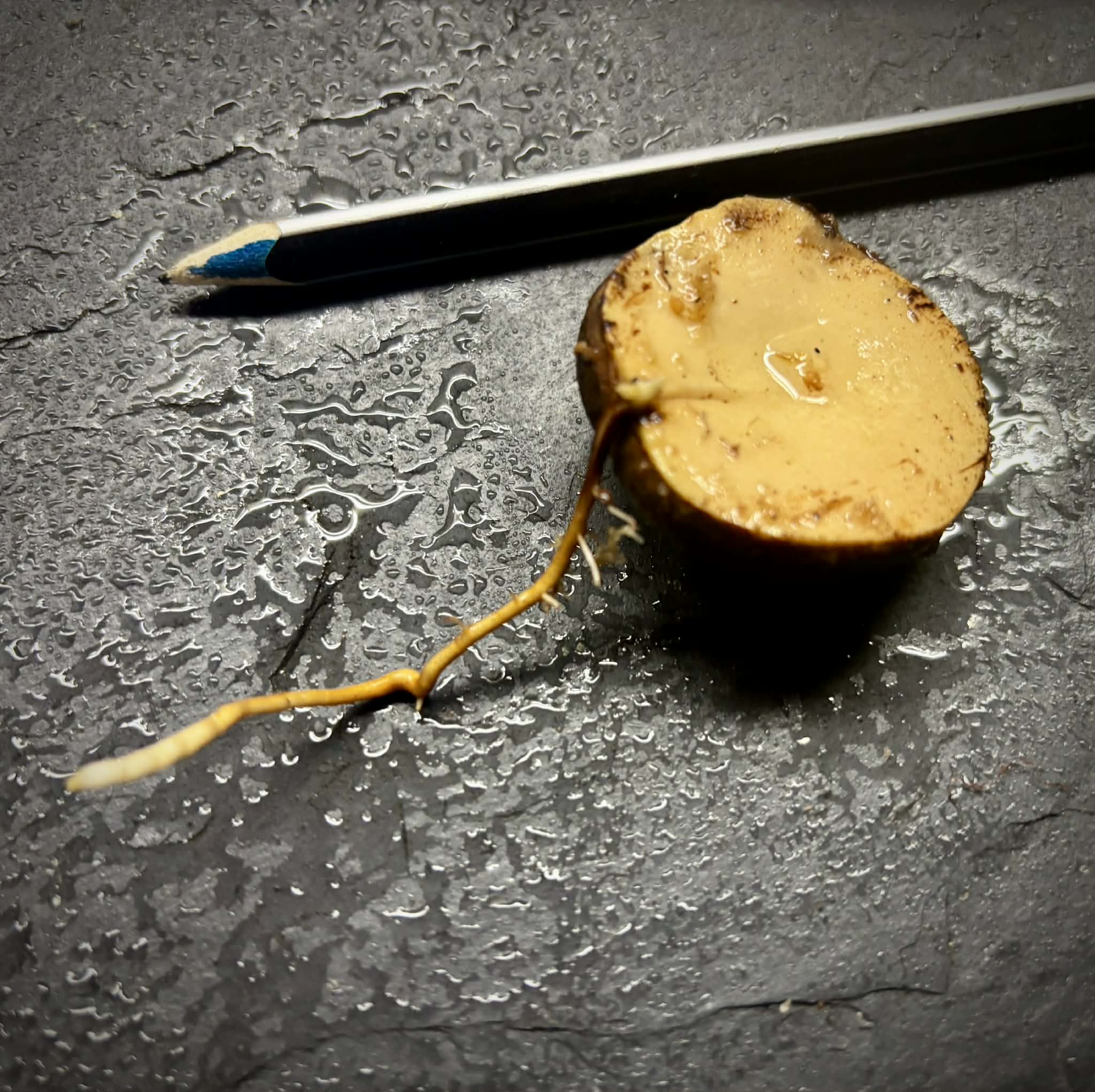 last seed - Plinia sp Sedutora -  1 germinated seed / 1 gekeimter Samen