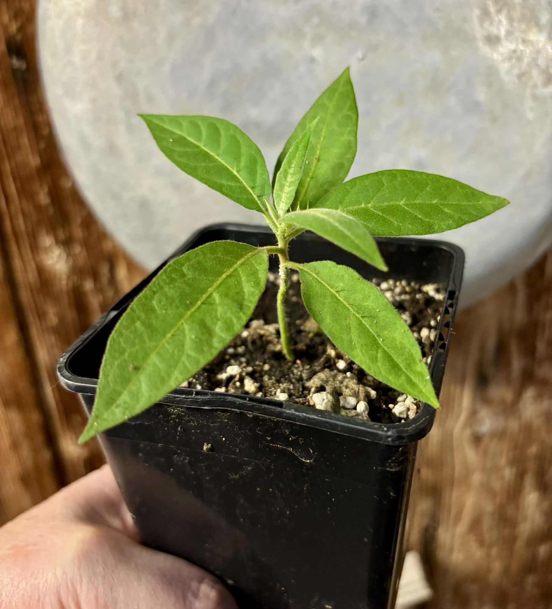 Solanum sp. Mata Escura - 1 potted plant / 1 getopfte Pflanze