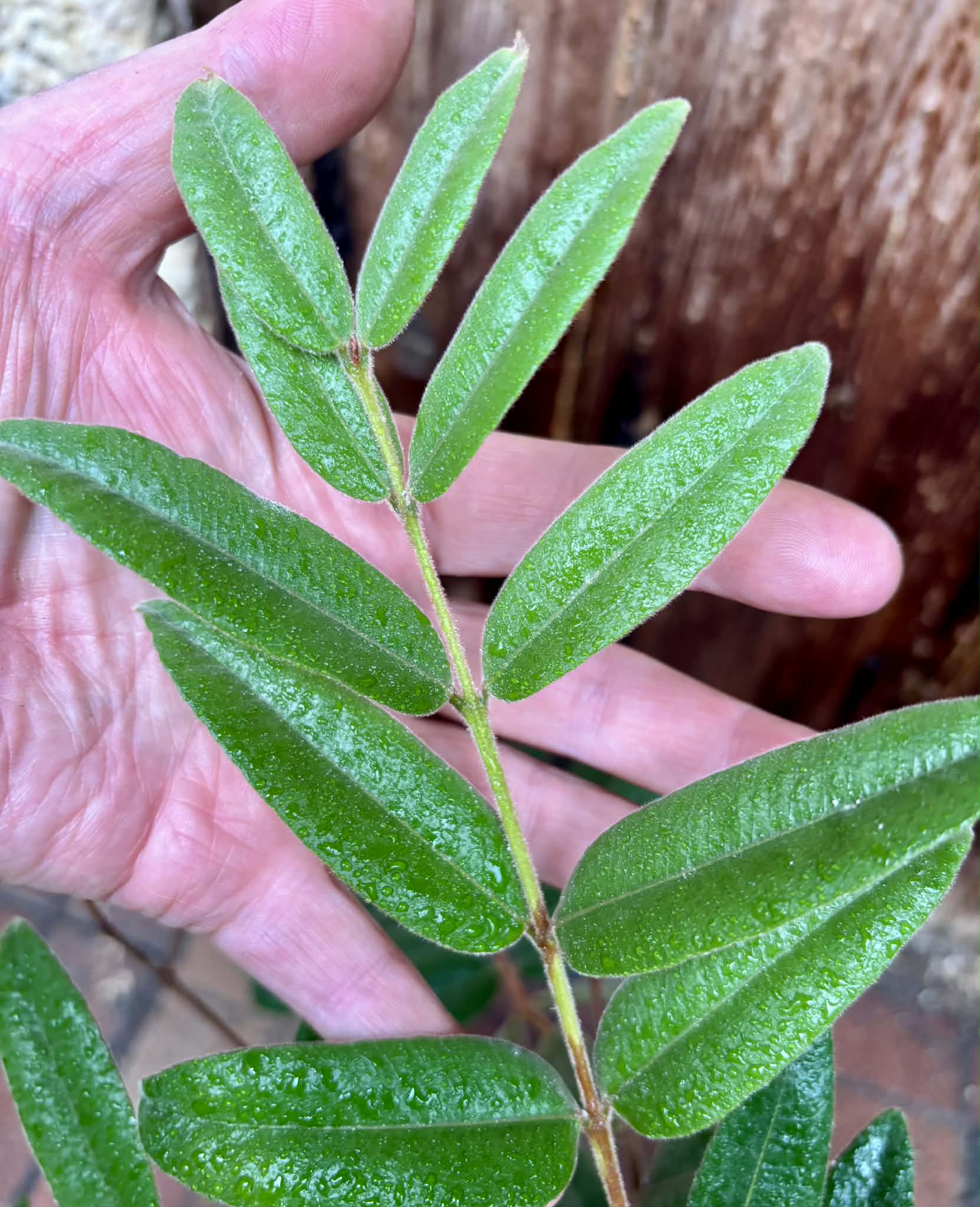 6 years old - Myrciaria caerulescens (Roxa - Blue Guaquiea) - 1 potted plant / 1 getopfte Pflanze