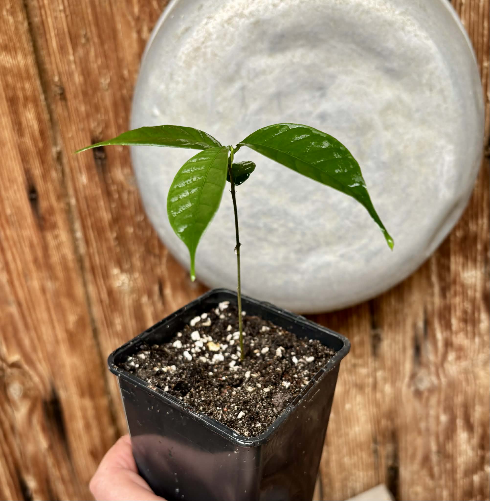 Kesusu (Prainea limpato) - 1 potted seedling / 1 getopfter Sämling