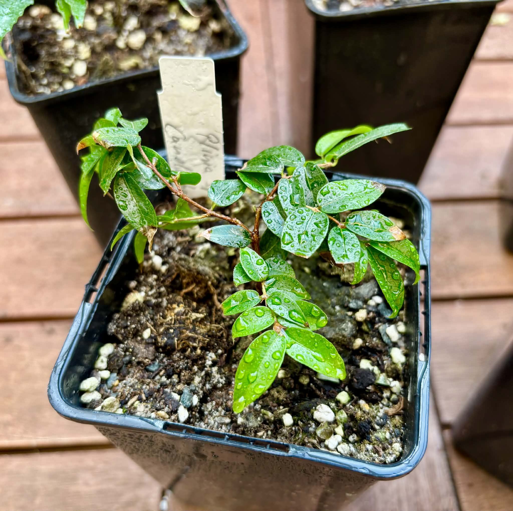 Collection of 5 Jaboticaba -  5 different potted Plinia / 5 verschiedene, getopfte Plinia