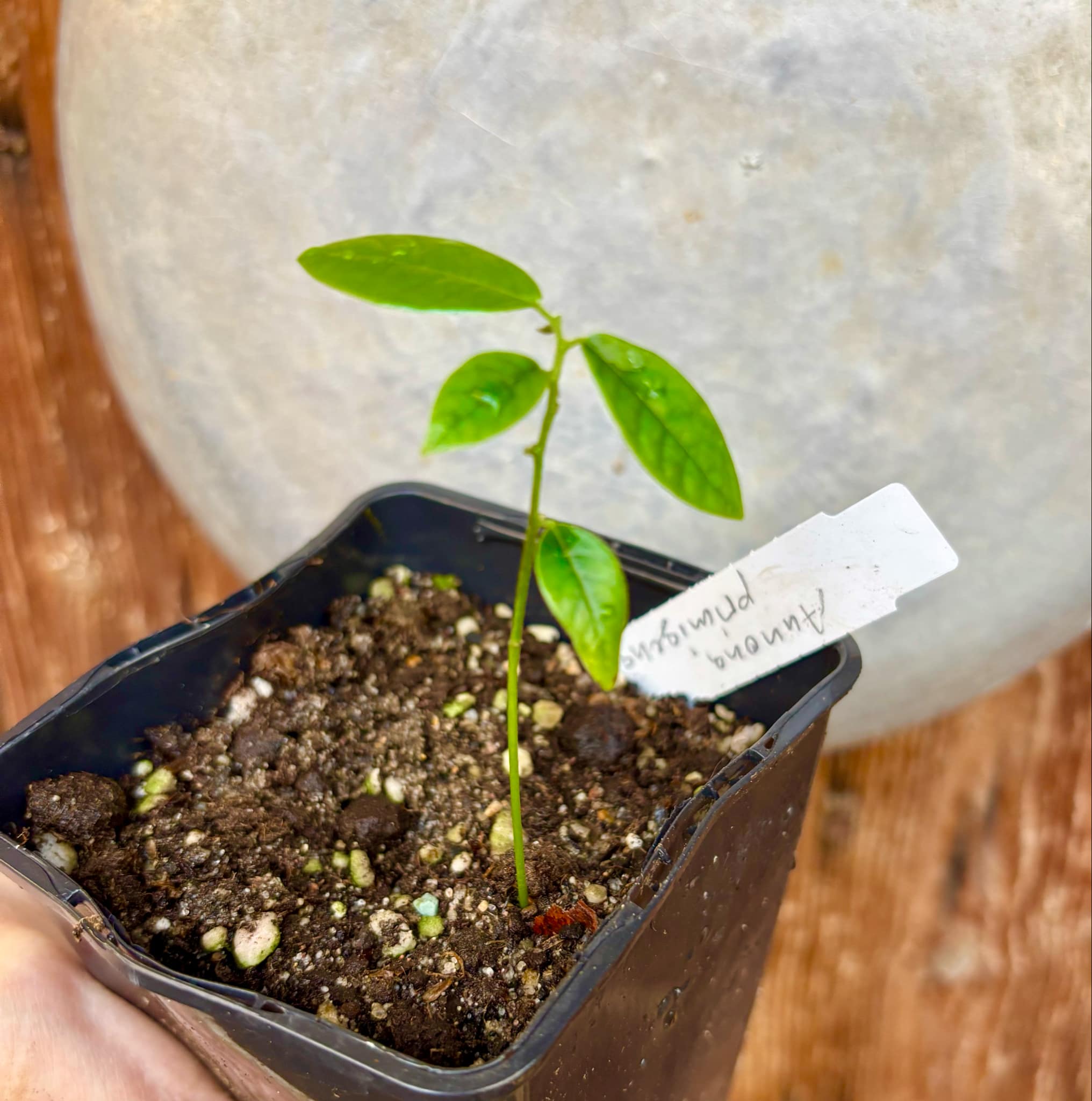 Annona primigenia - 1 small potted seedling / 1 kleiner, getopfter Sämling