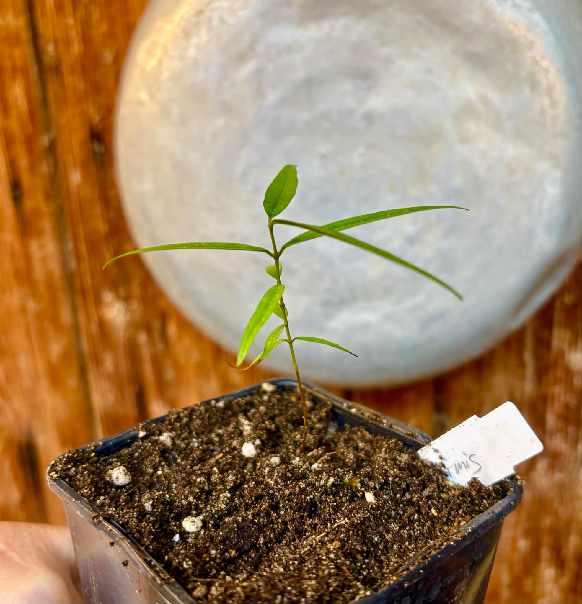 Eugenia pruniformis - Ameixa da Preta - 1 potted plant / 1 getopfte Pflanze
