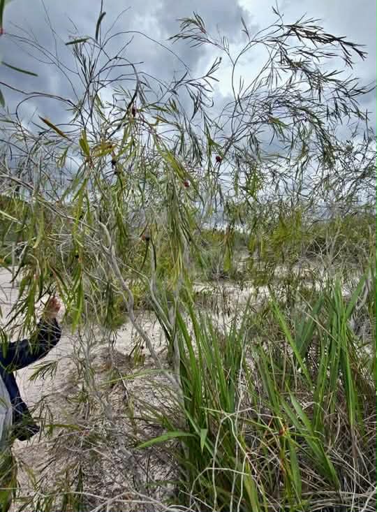 Eugenia salicifolia  - 1 fresh seed / 1 frischer Samen