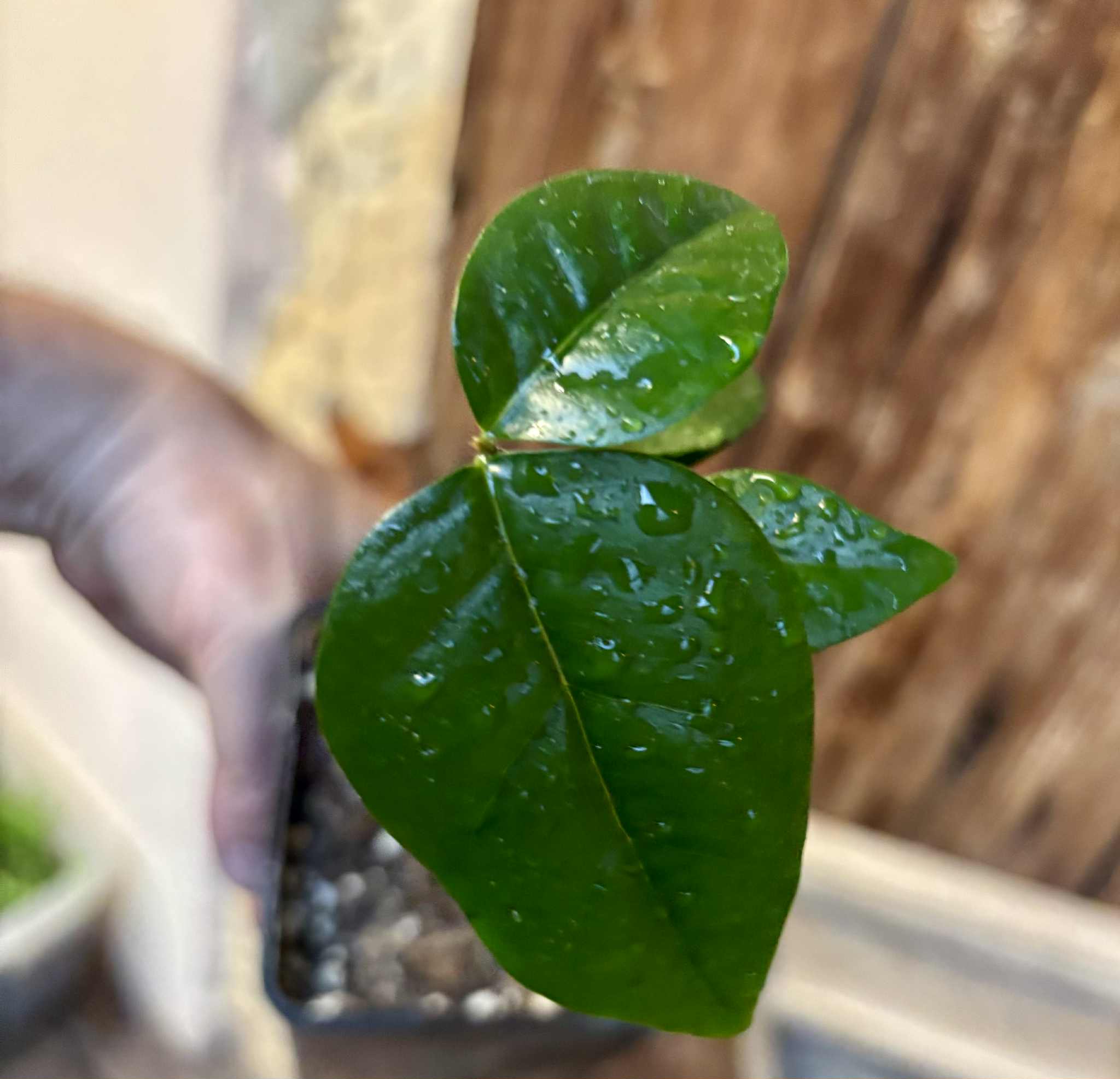 Eugenia uniflora var. red  - cultivated variety / 1 potted plant / 1 getopfte Pflanze