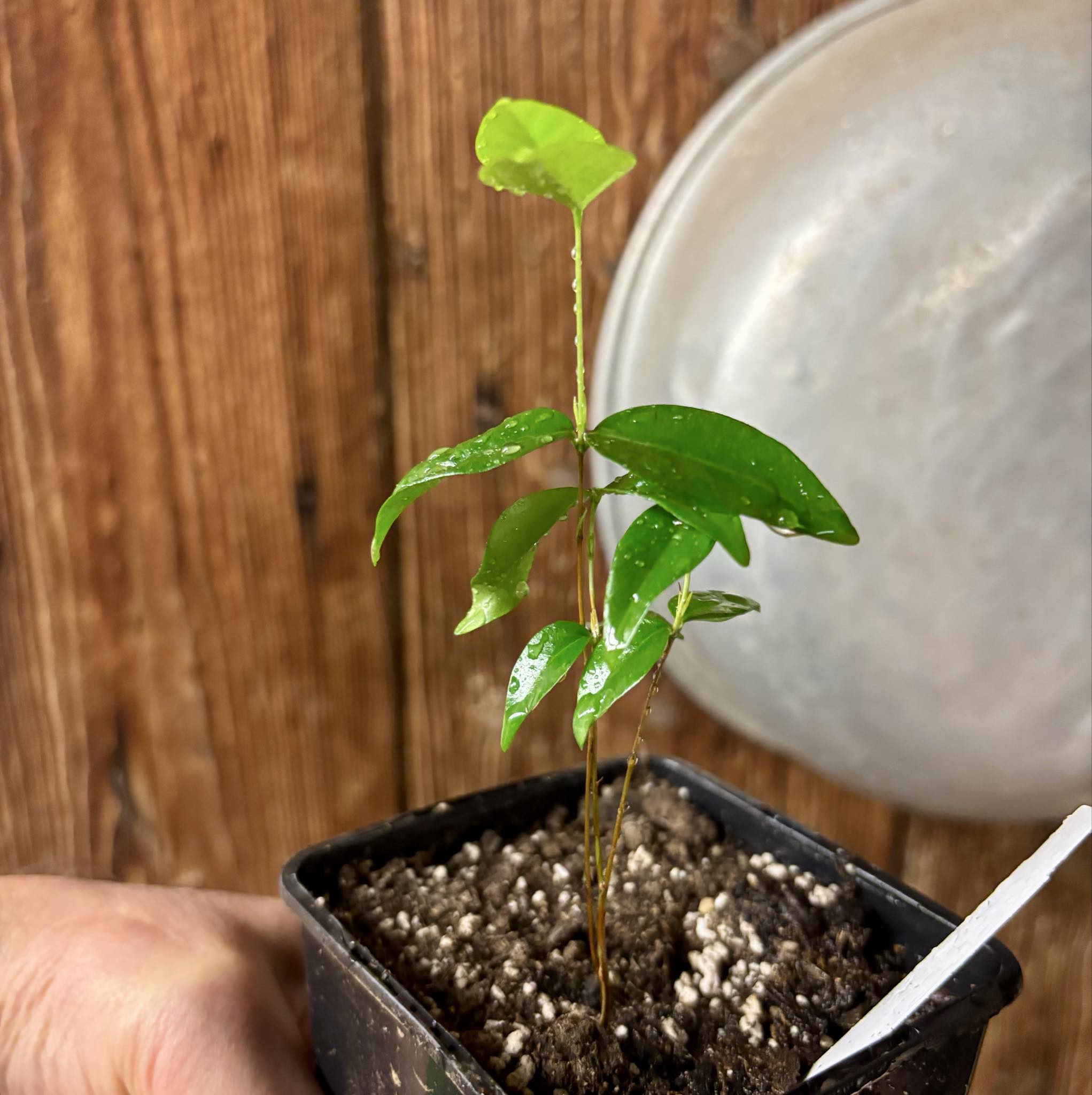 Eugenia uniflora var. Gigante Pitangao  - 1 small potted seedling / 1 kleiner, getopfter Sämling