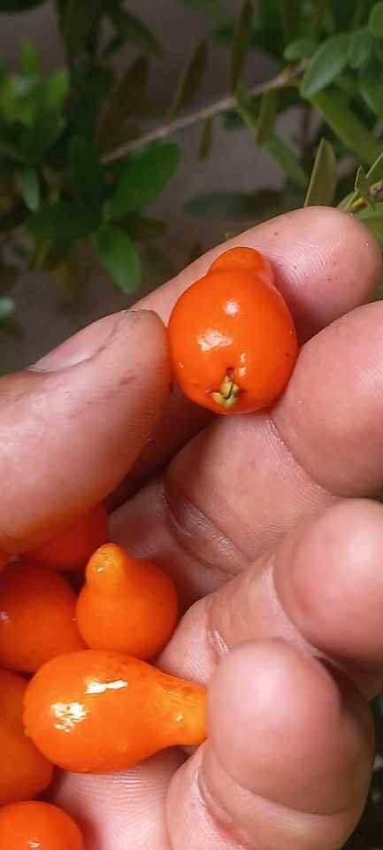 Mirinda (Eugenia sp Laranja do Rio de Janeiro) - 1 fresh seed / 1 frischer Samen