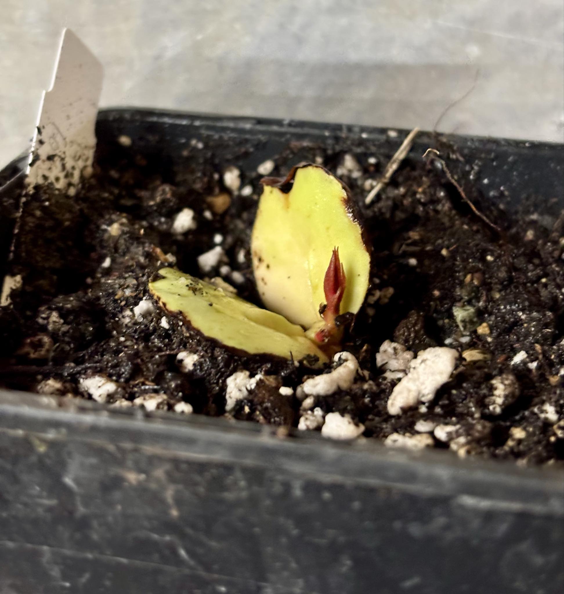 Plinia longiacuminata -  1 small potted seedling / 1 kleiner, getopfter Sämling