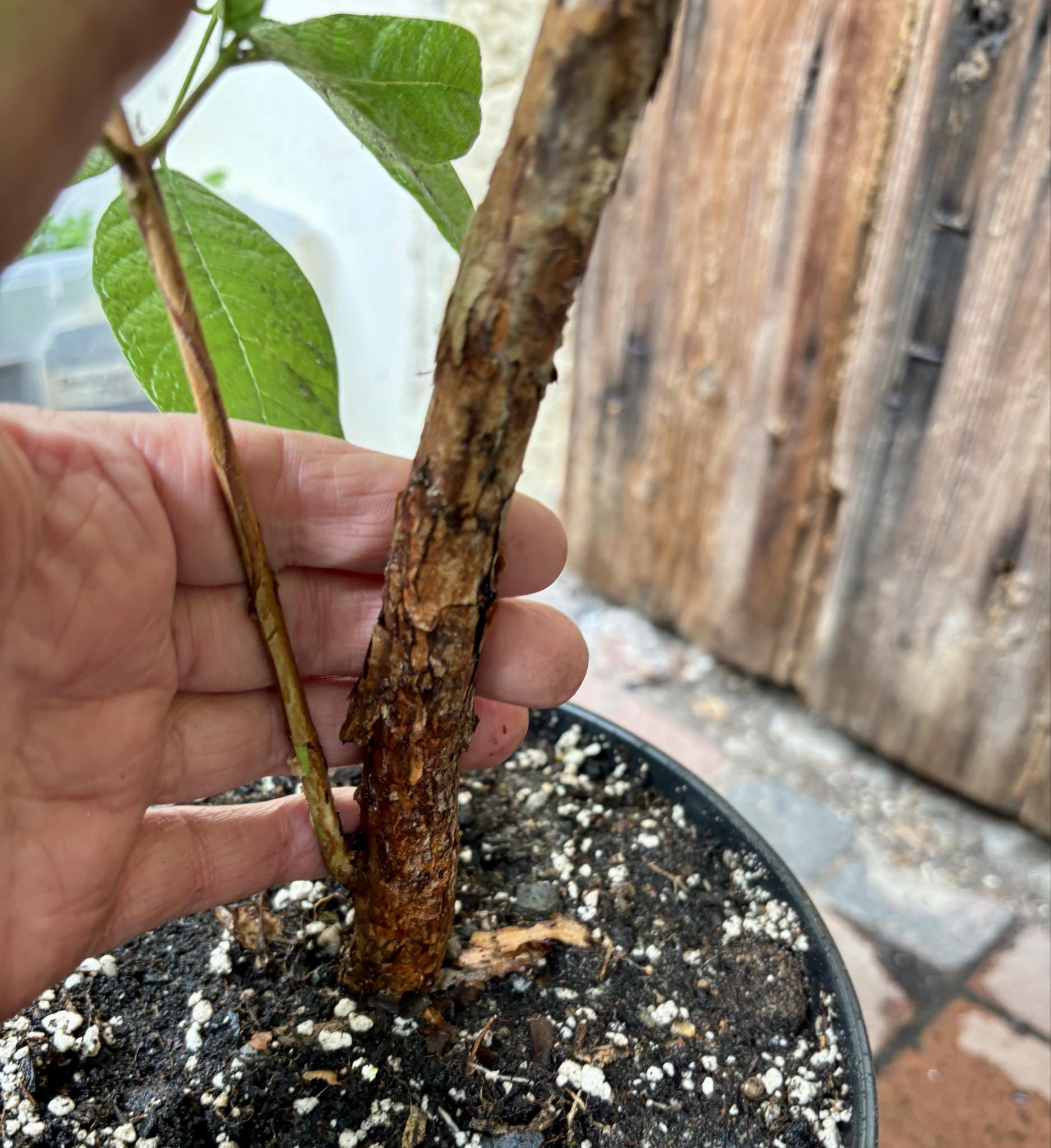 7 years old -  Campomanesia guazumifolia - 1 pottet plant / 1 getopfte Pflanze