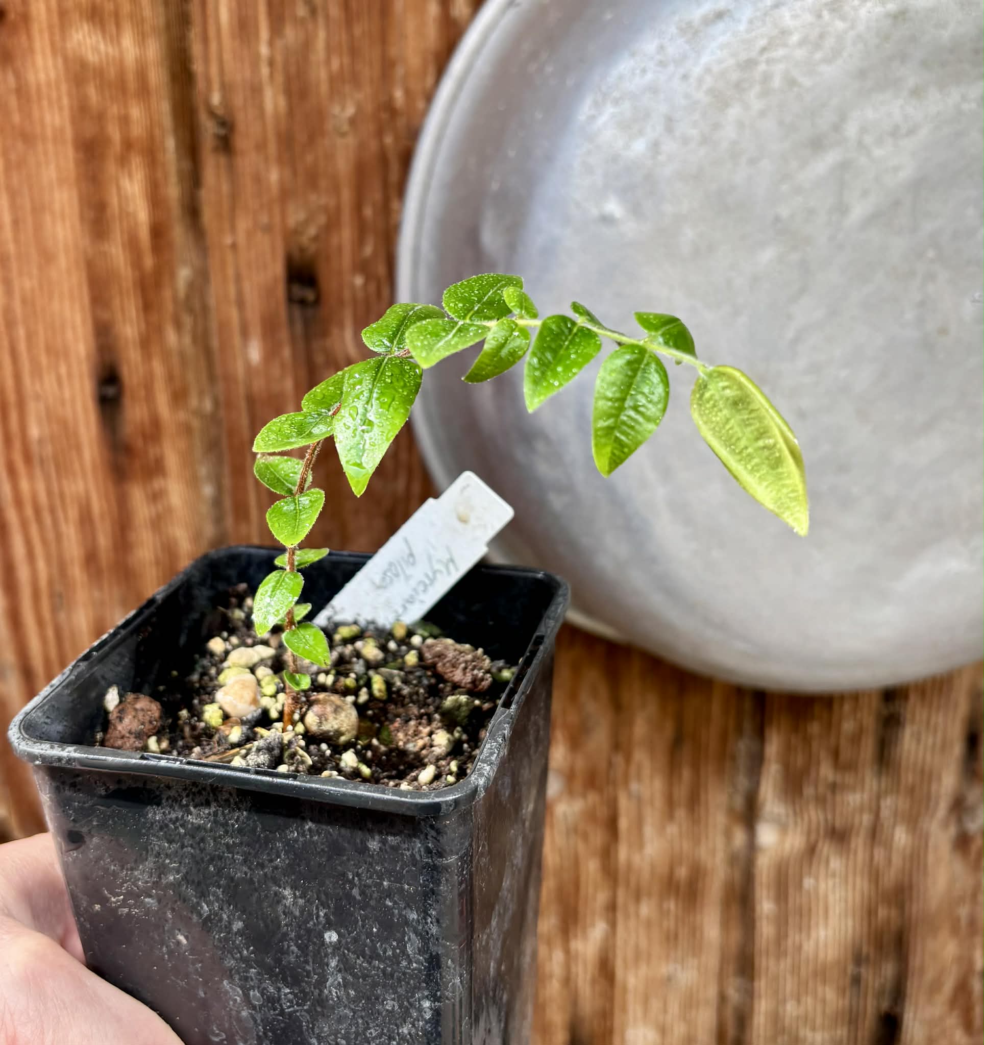 Myrciaria pilosa -  1 potted seedling  / 1 getopfter Sämling