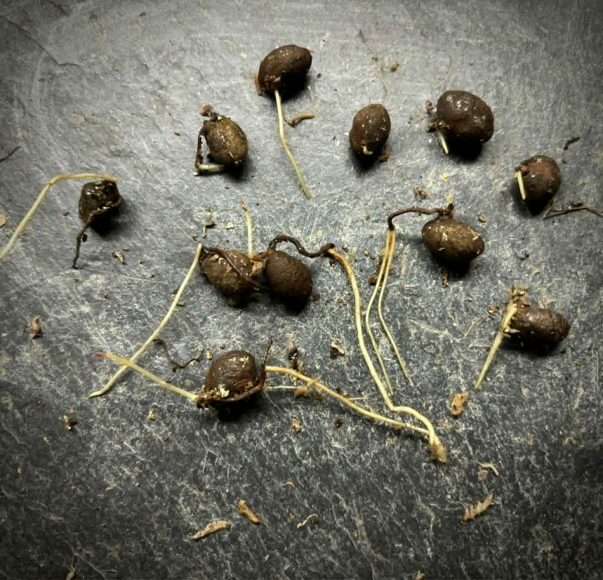 Rainforest Plum (Eugenia candolleana) - 1 germinated seed / 1 gekeimter Samen