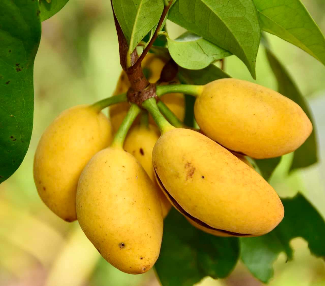 Malaysian Pawpaw - Alphonsea elliptica  - 1 potted plant / 1 getopfte Pflanze