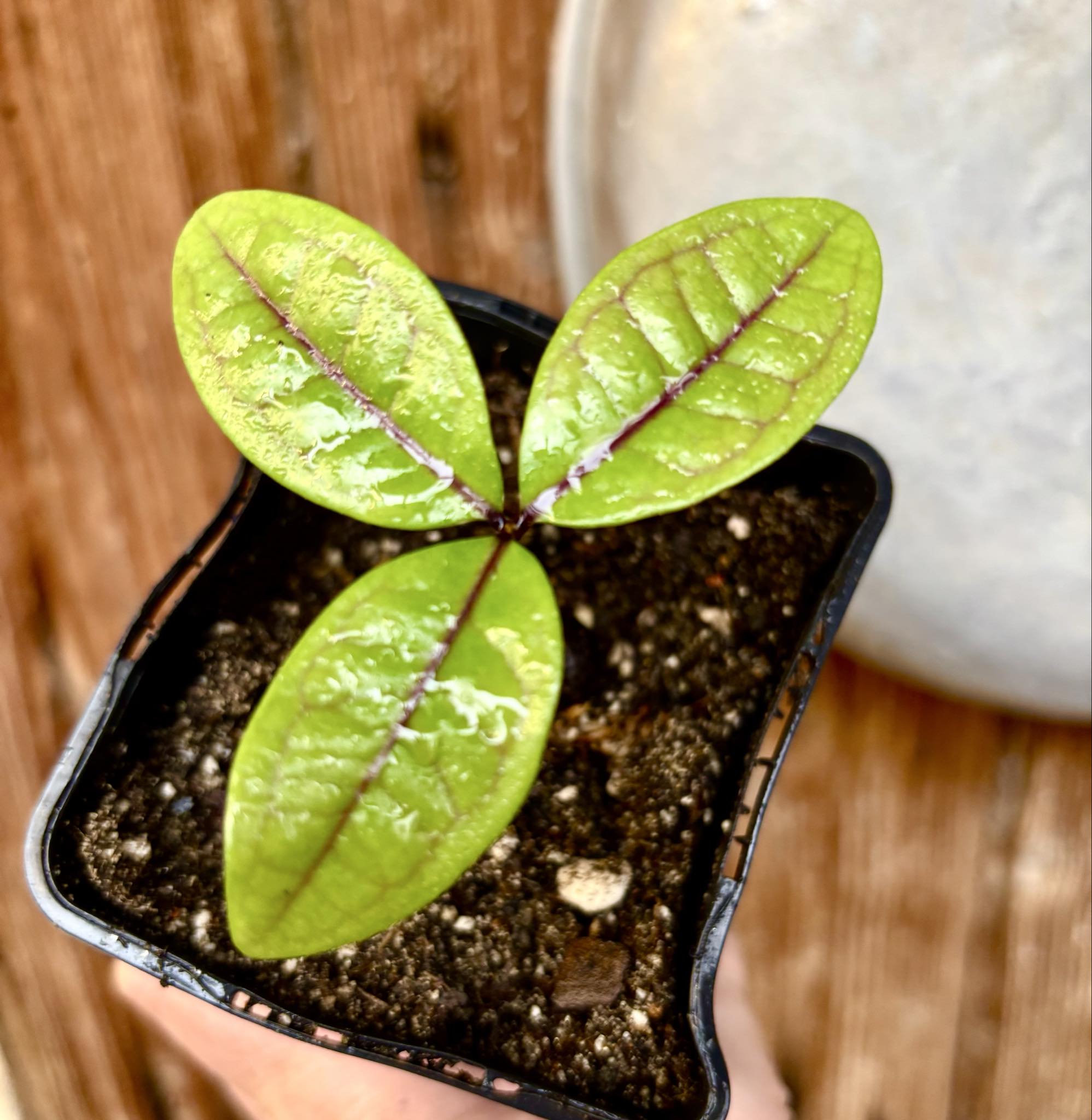 Eugenia rotundifolia var. Camamu - 1 potted seedling / 1 getopfter Sämling