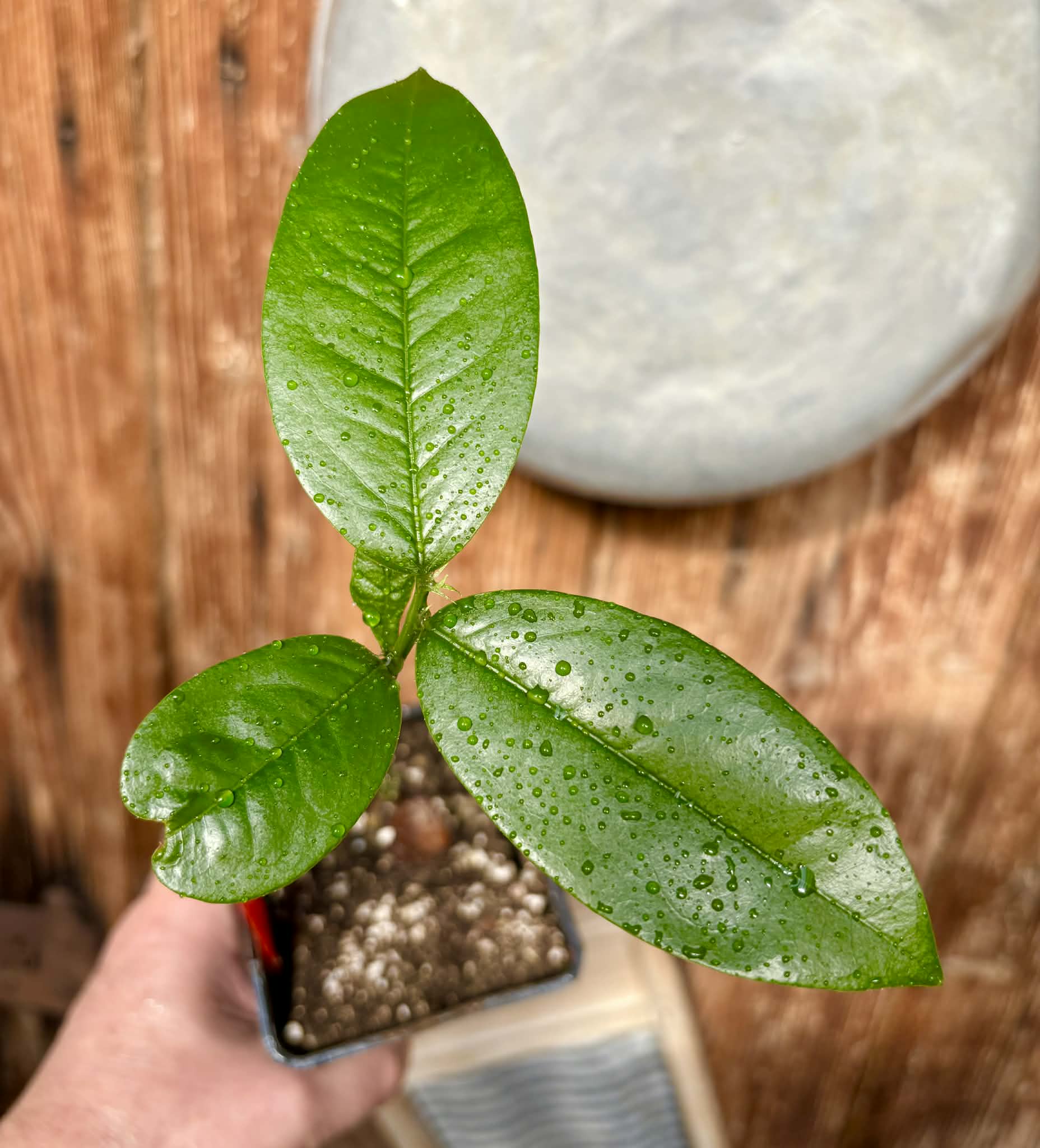 Zollernia ilicifolia - 1 potted seedling / 1 getopfter Sämling