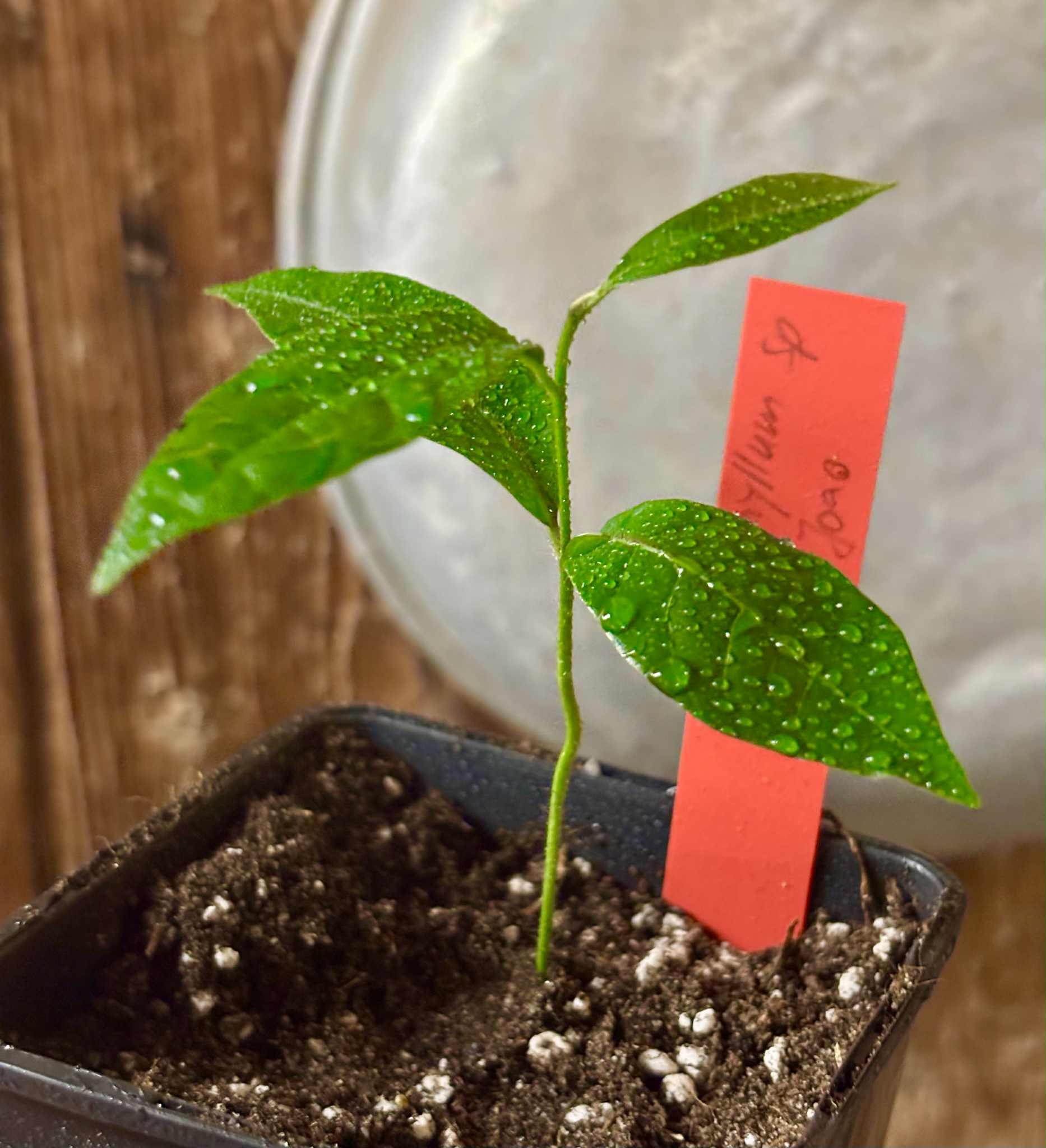 Goiapeba - Chrysophyllum sp Sao Joao - 1 potted seedling / 1 getopfter Sämling