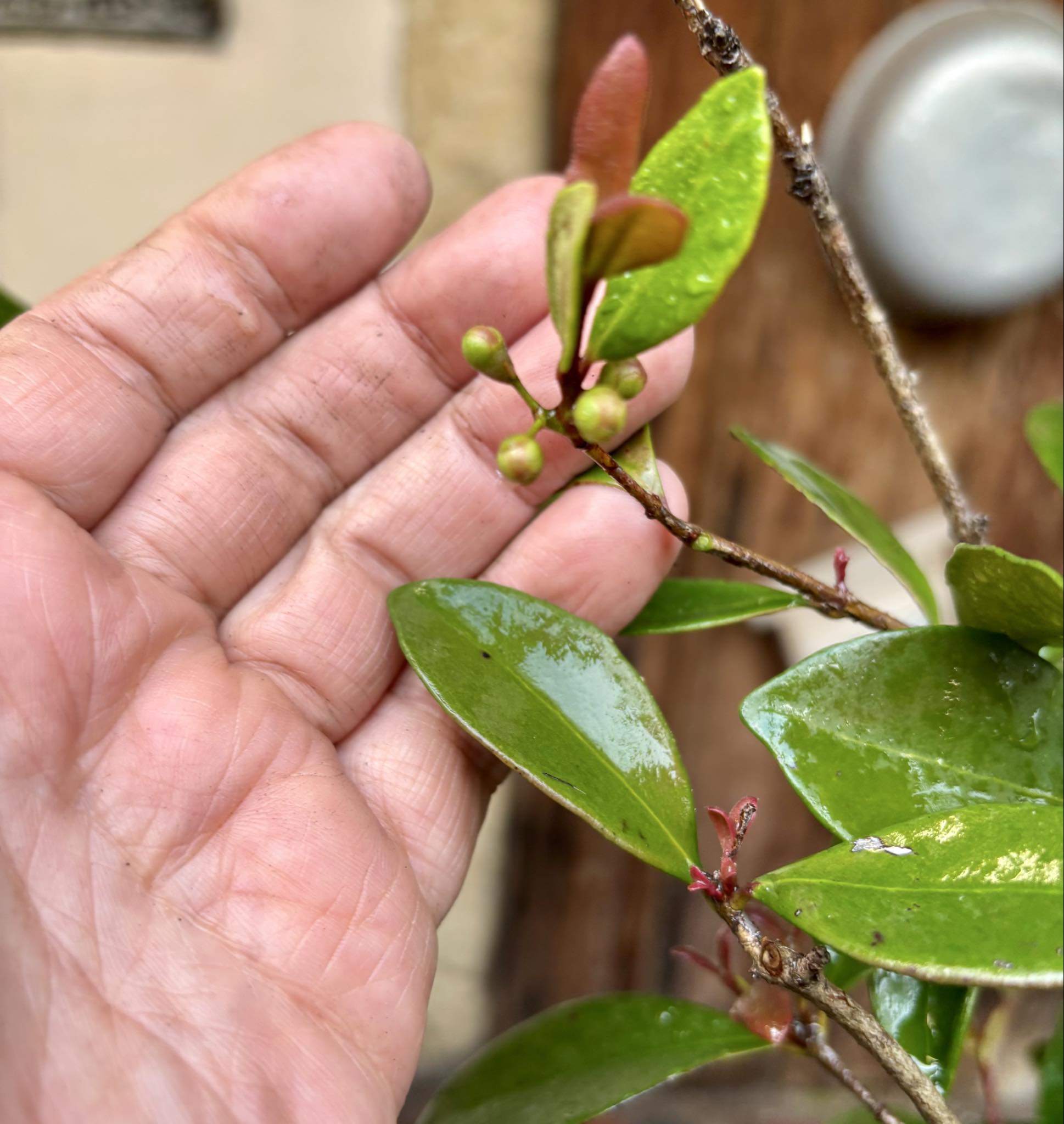 6 years old - Cedar Bay Cherry (Eugenia reinwardtiana) - 1 potted plant / 1 getopfte Pflanze