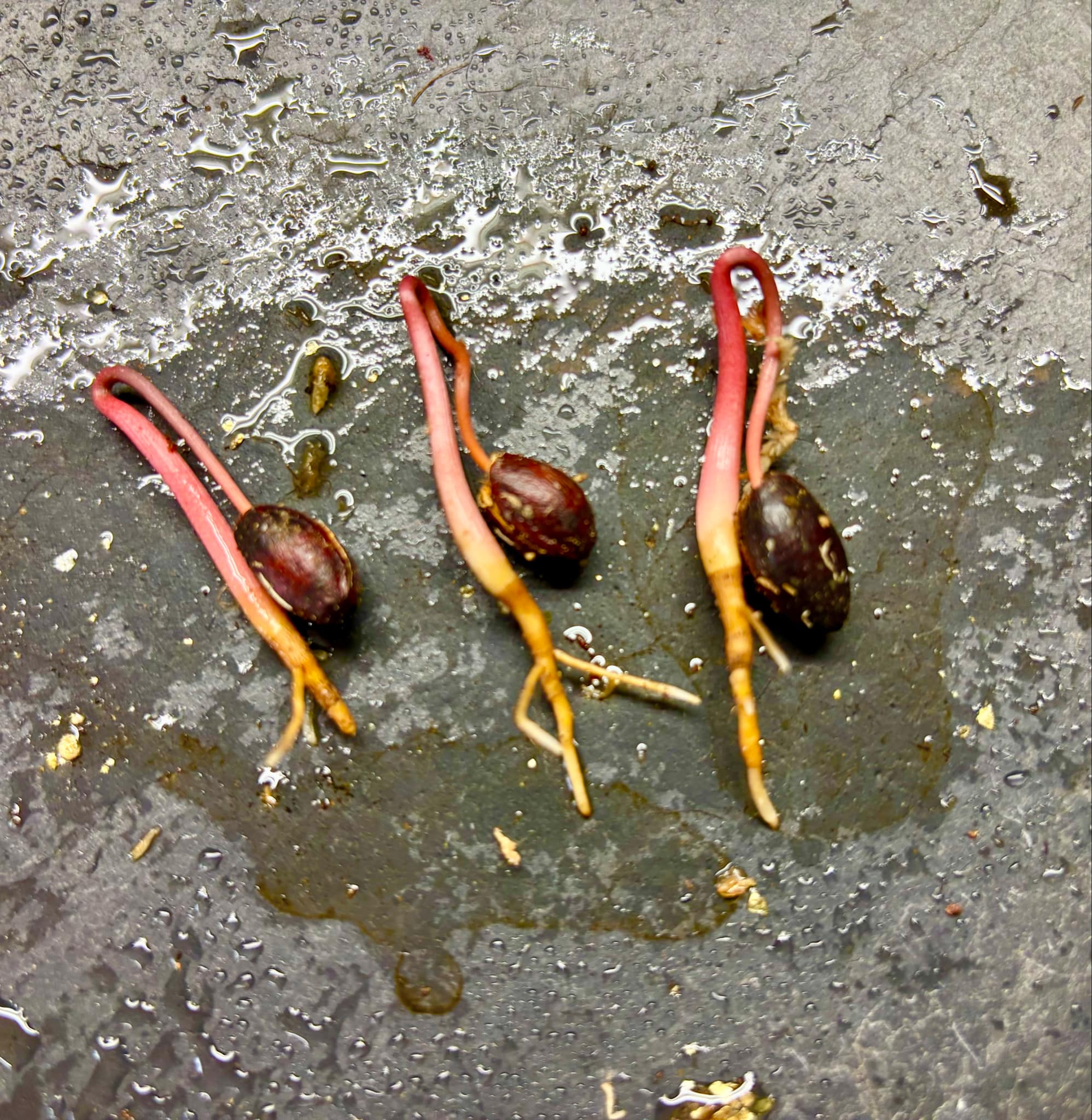 Duguetia lanceolata - Pindaiba - 1 germinated  seed / 1 gekeimter Samen 