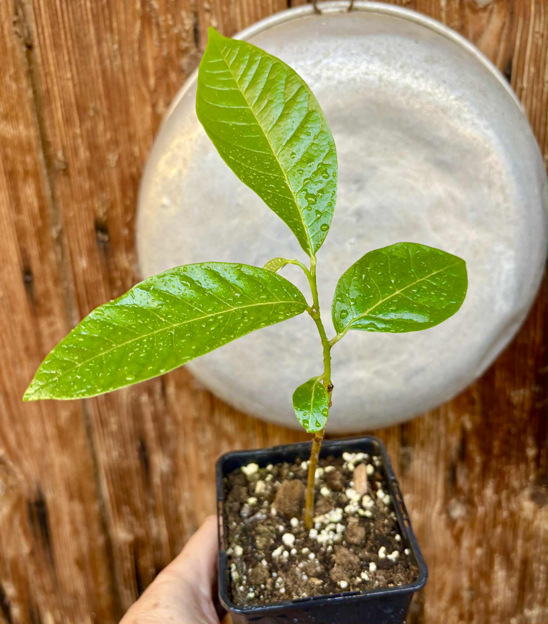 Annona reticulata big pink-red variety - 1 potted plant / 1 getopfte Pflanze