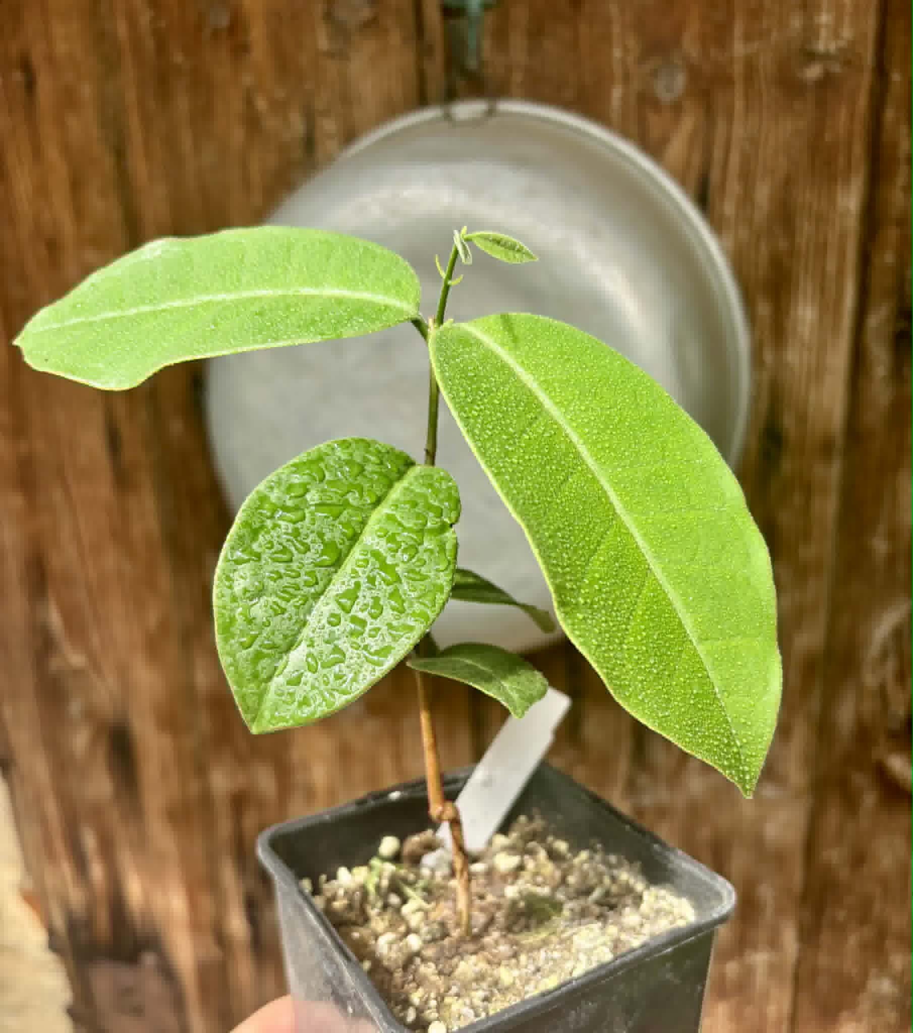 Eugenia sp Cheirosa Fruto Passado - 1 potted seedling / 1 getopfter Sämling